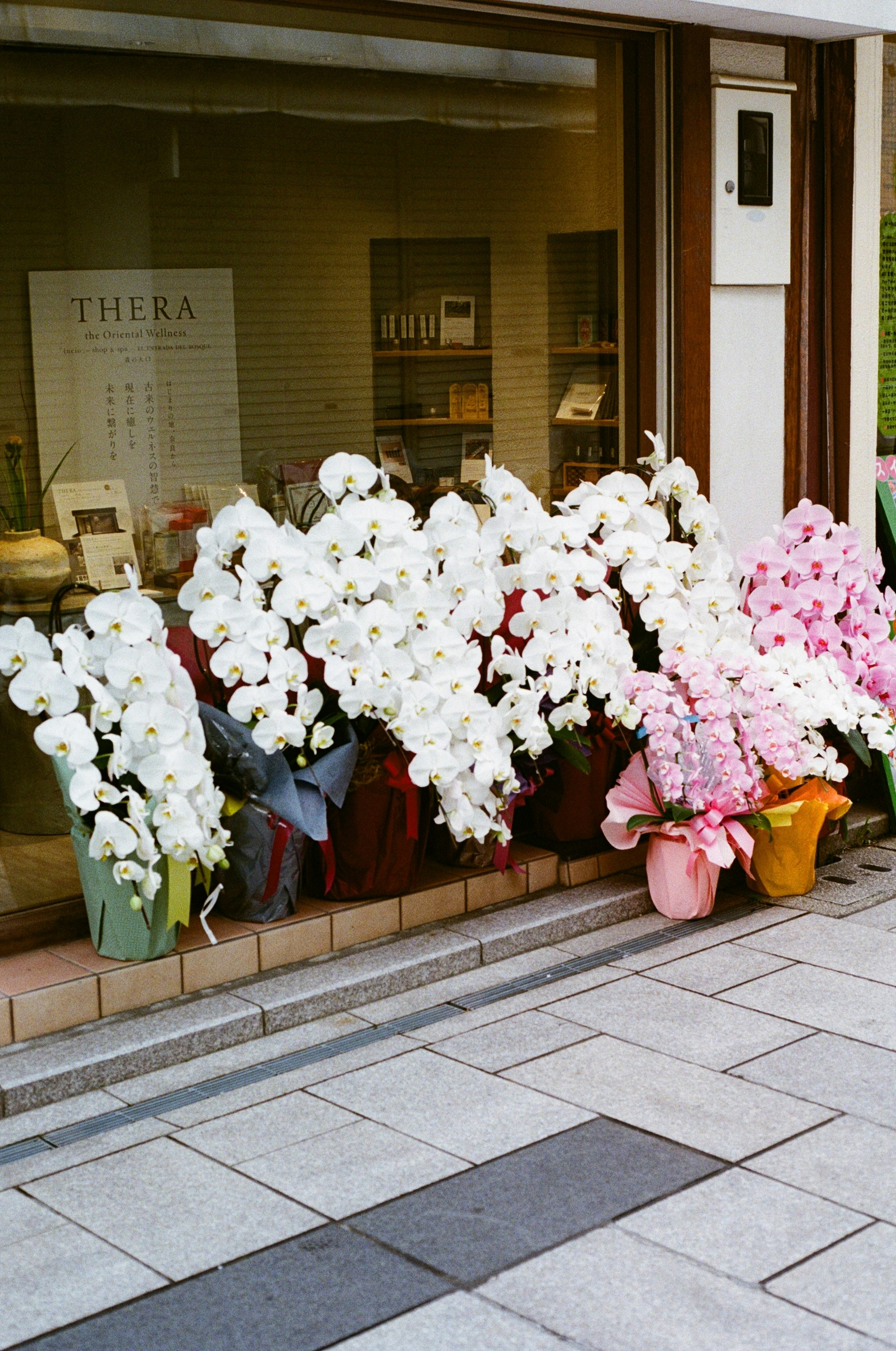 A bunch of flowers that are sitting outside of a store