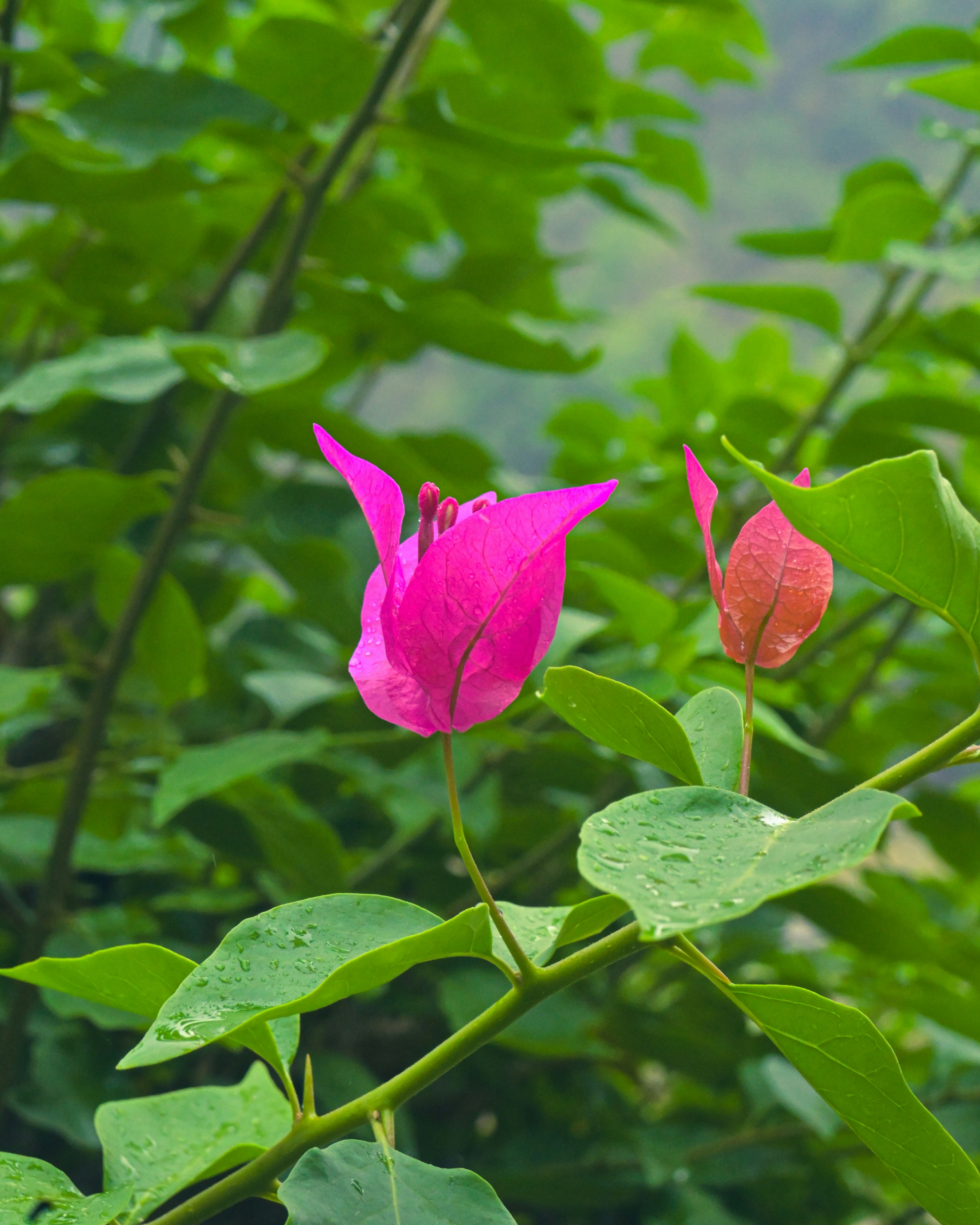 Ein paar rosa Blumen sitzen auf einer saftig grünen Wiese