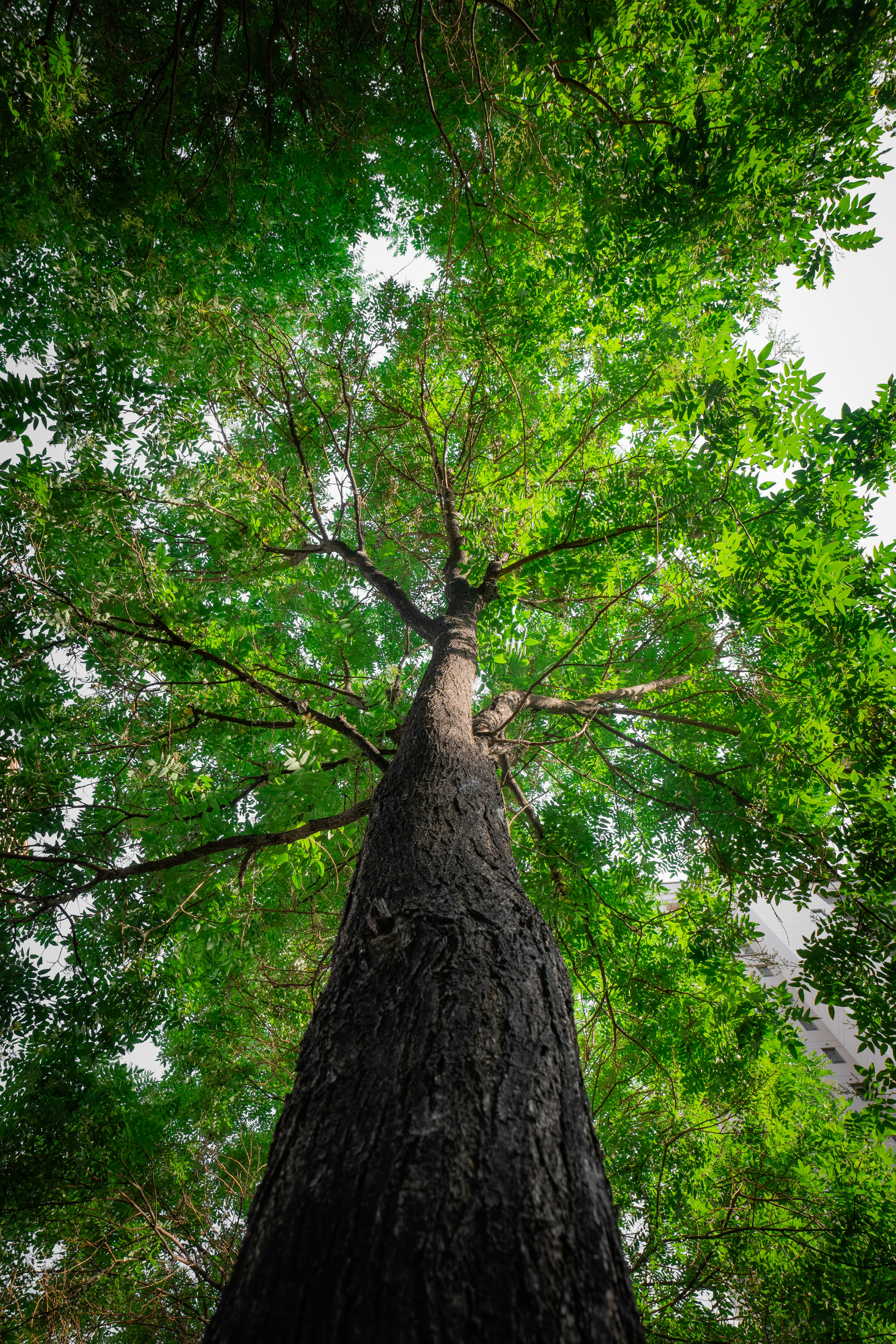 A tall tree standing in the middle of a forest