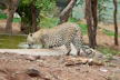 A large leopard walking across a river next to a forest