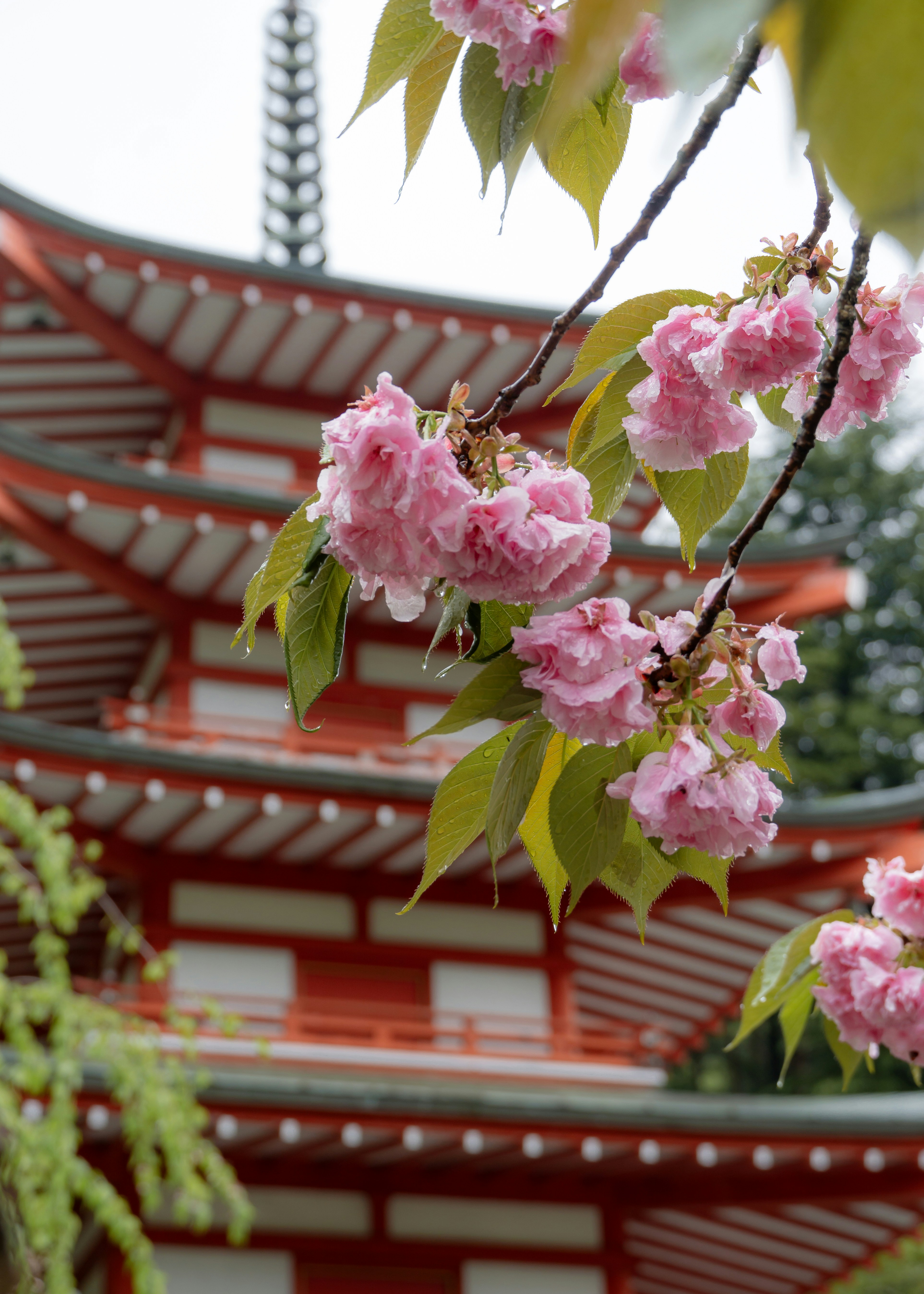 Pink flowers are blooming in front of a pagoda