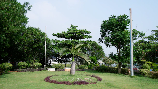 A grassy area with trees and a clock in the center