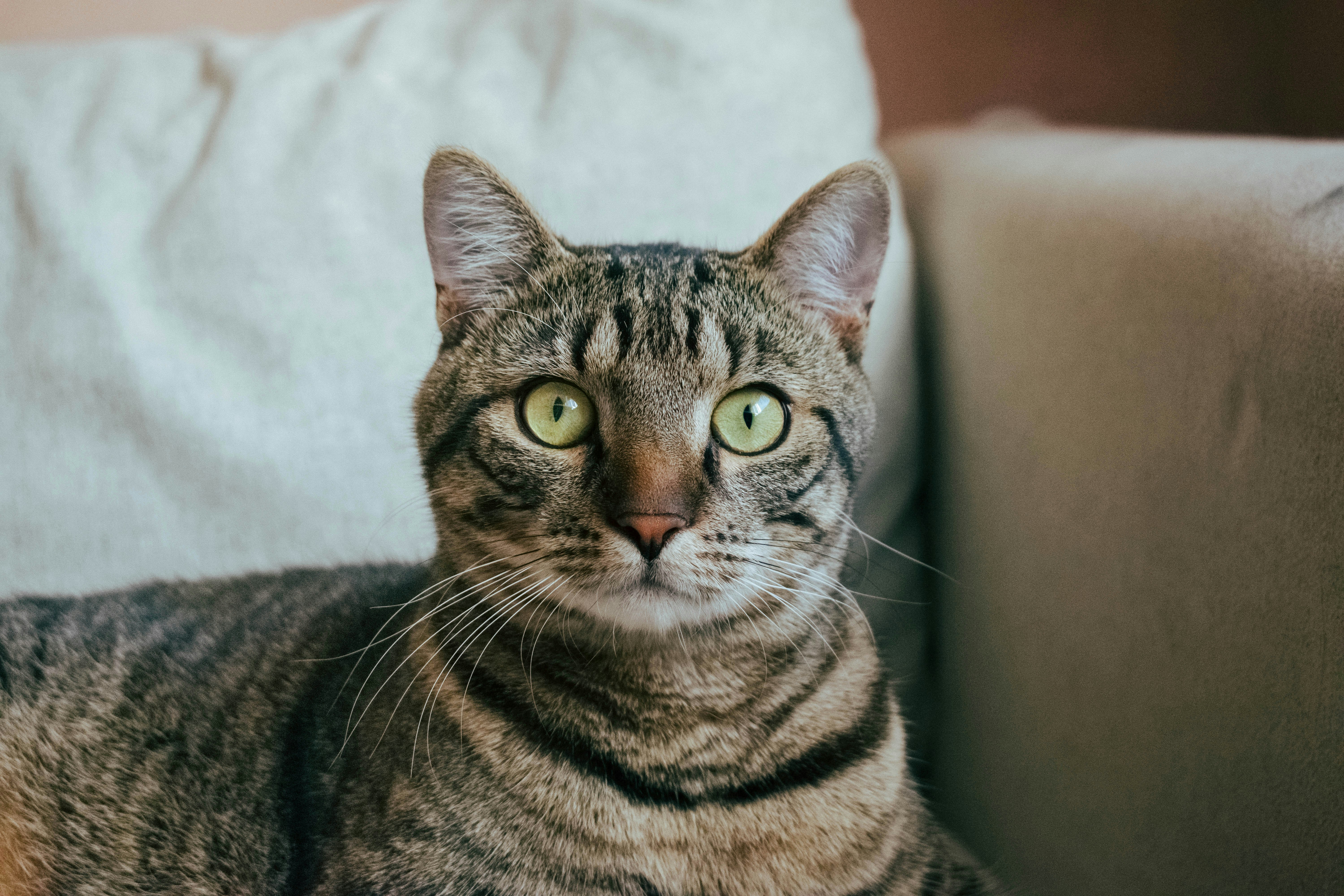 A cat sitting on a couch looking at the camera
