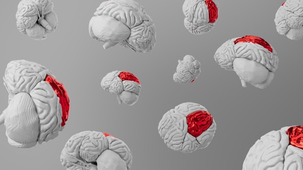 A group of red and white brain models