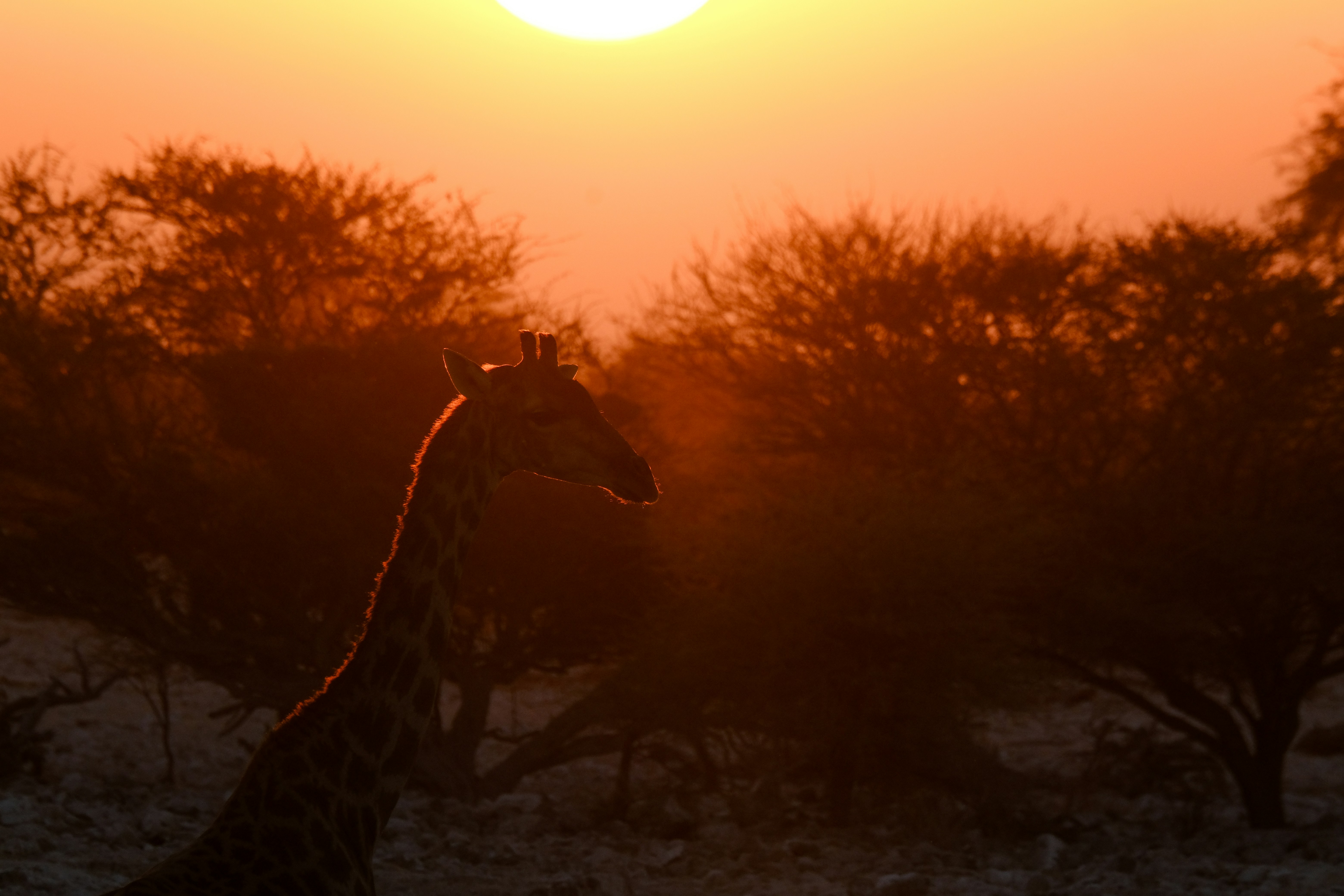 Photo by francesco_ungaro