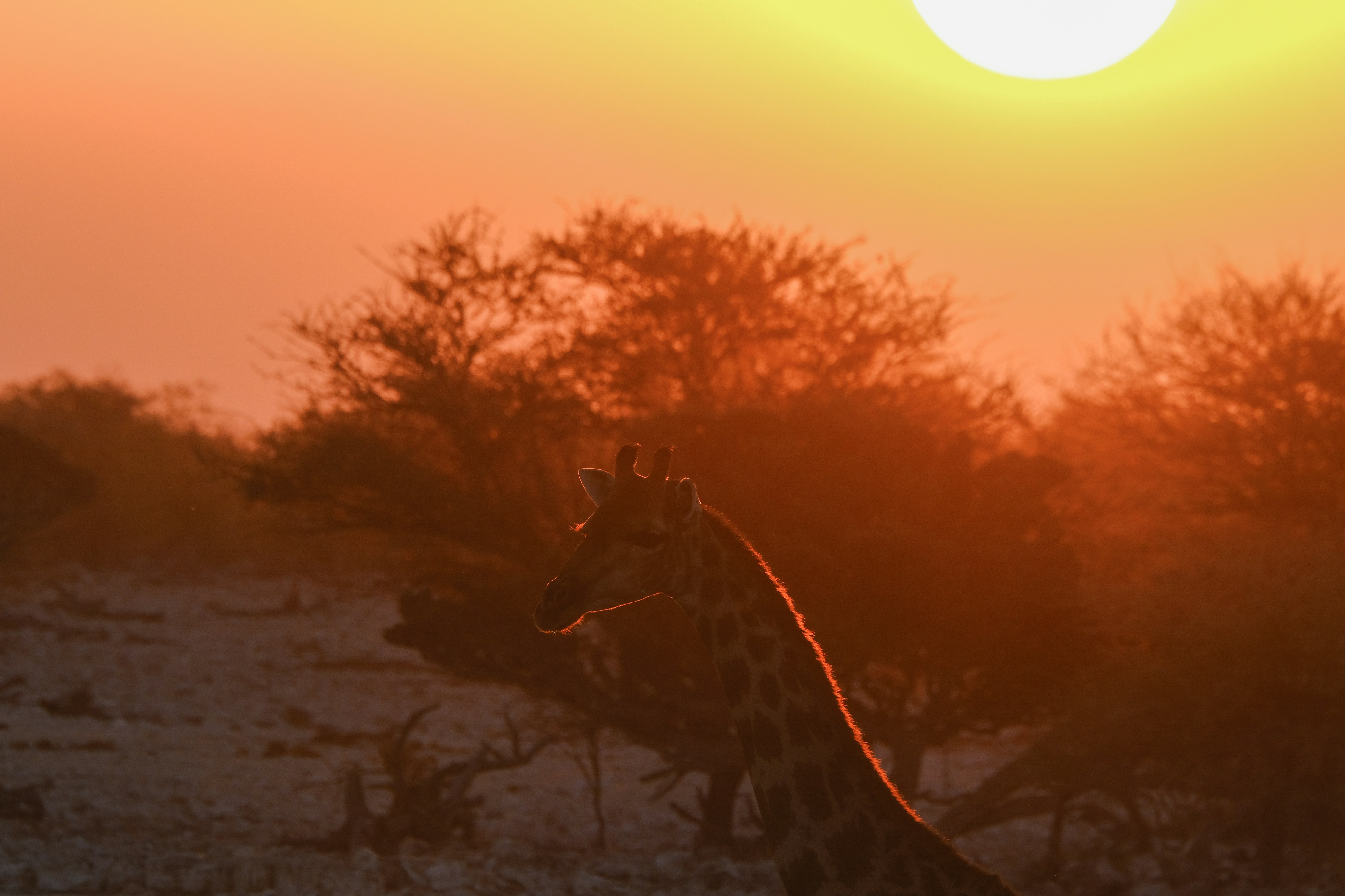 Photo by francesco_ungaro