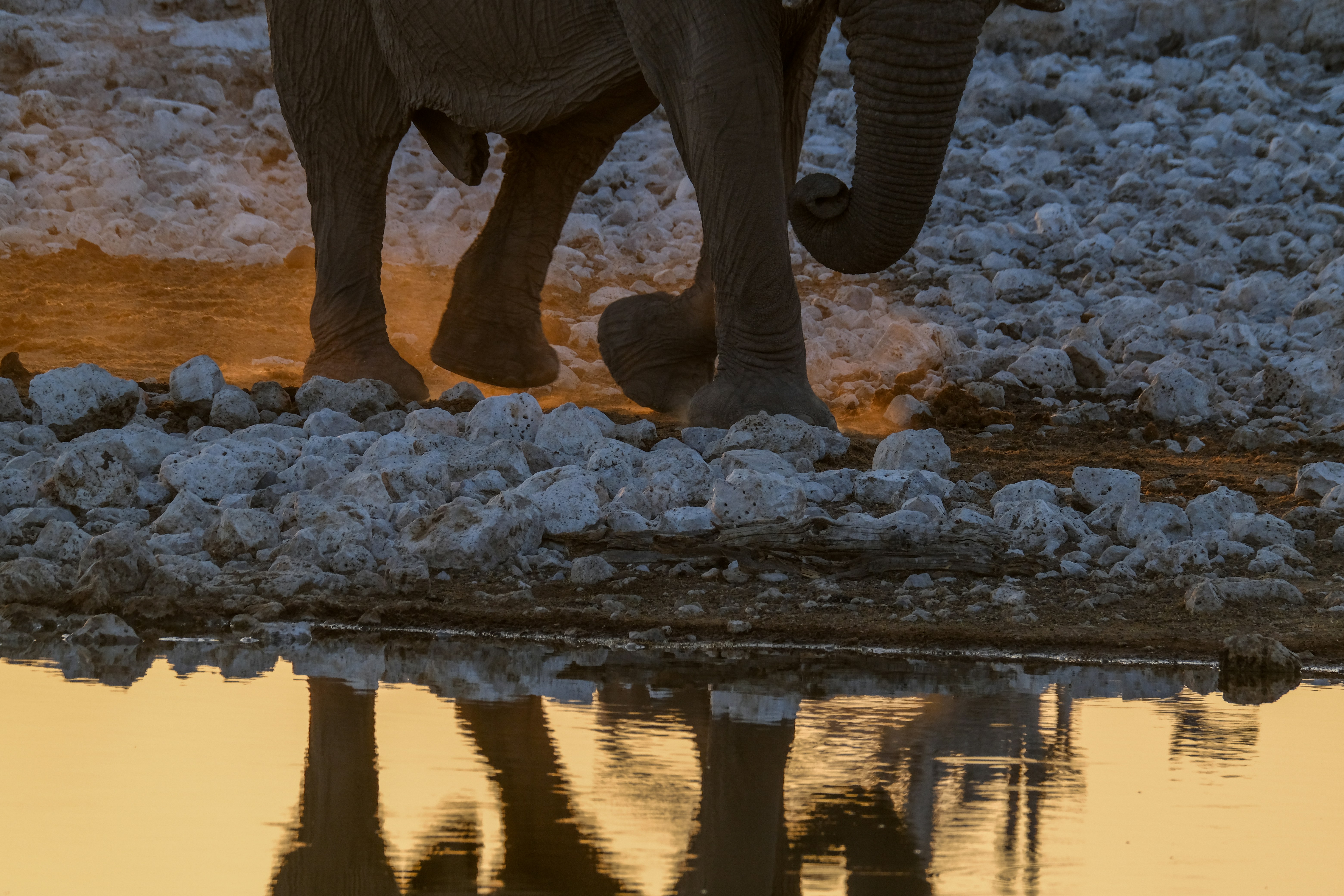 Elephants and Their Surprising Self-Awareness (image credits: unsplash)