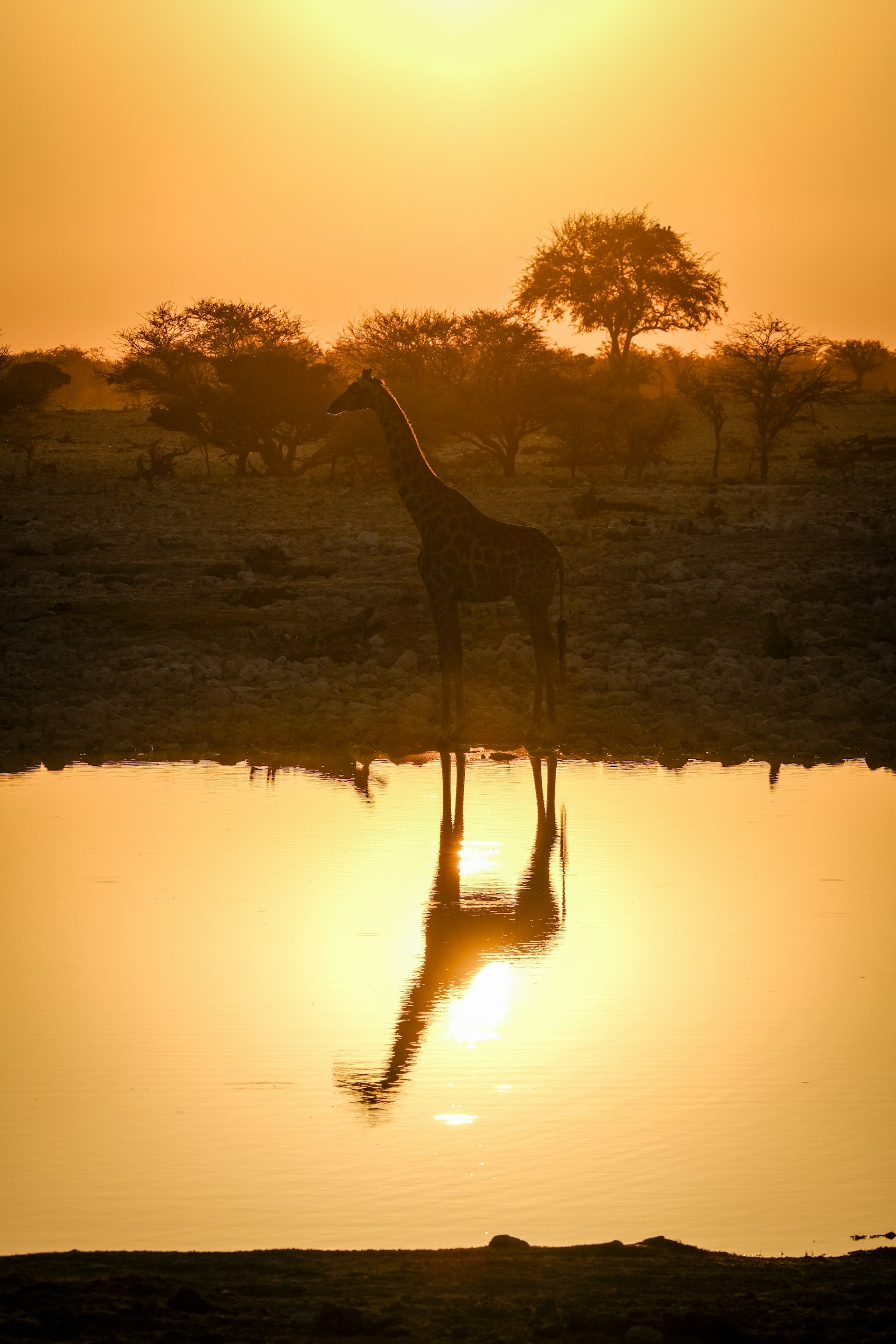 A giraffe standing in front of a body of water
