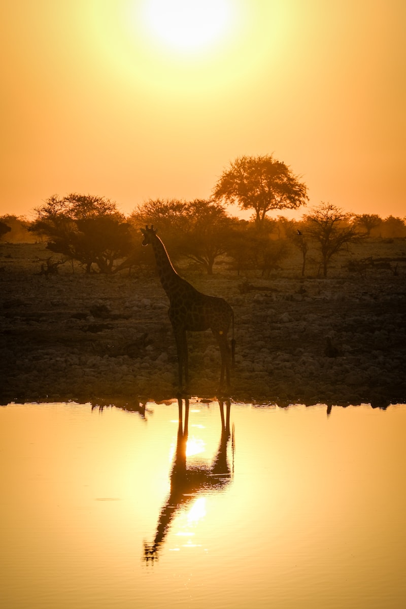 Jirafa frente al agua