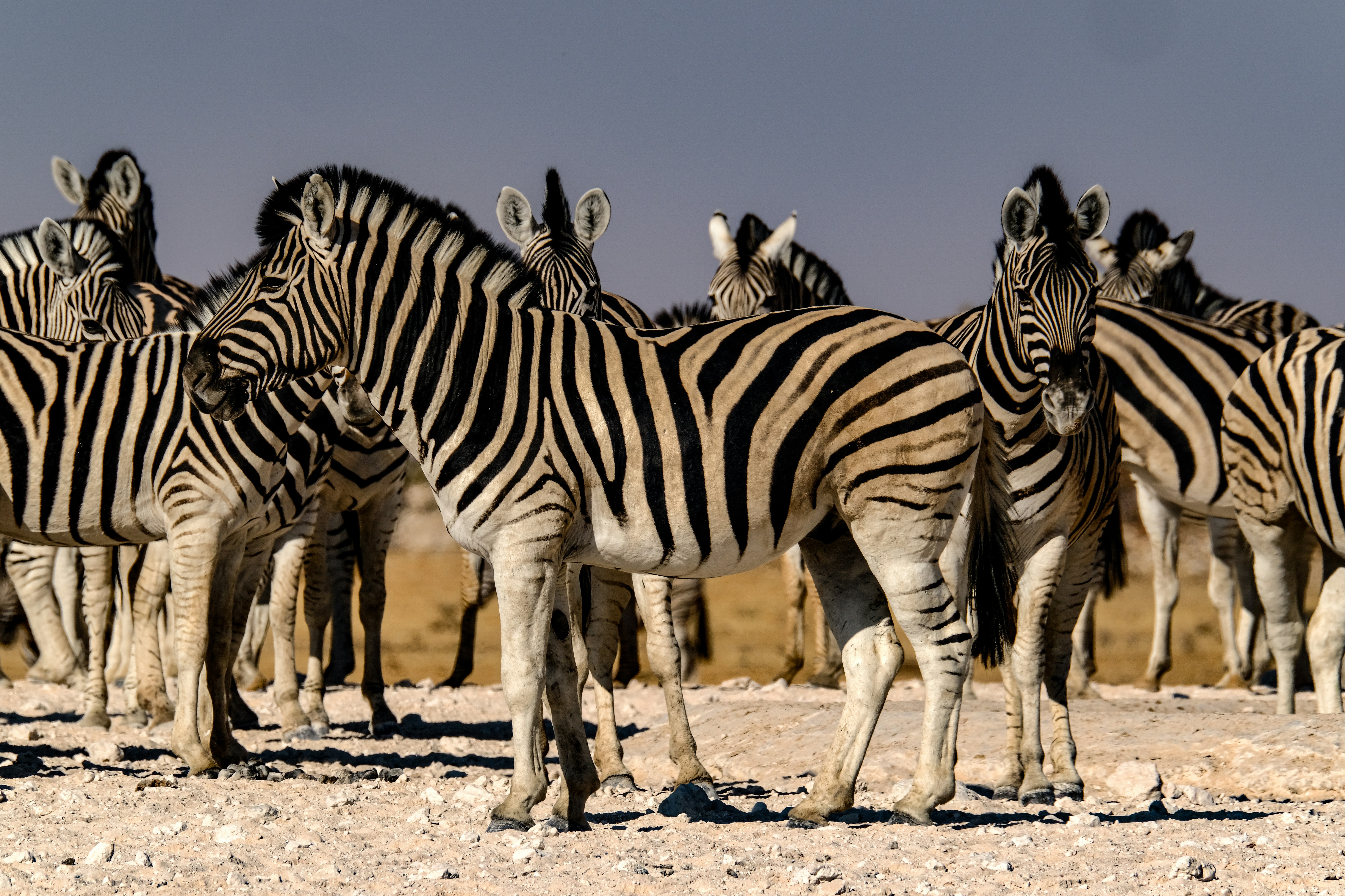 Photo by francesco_ungaro