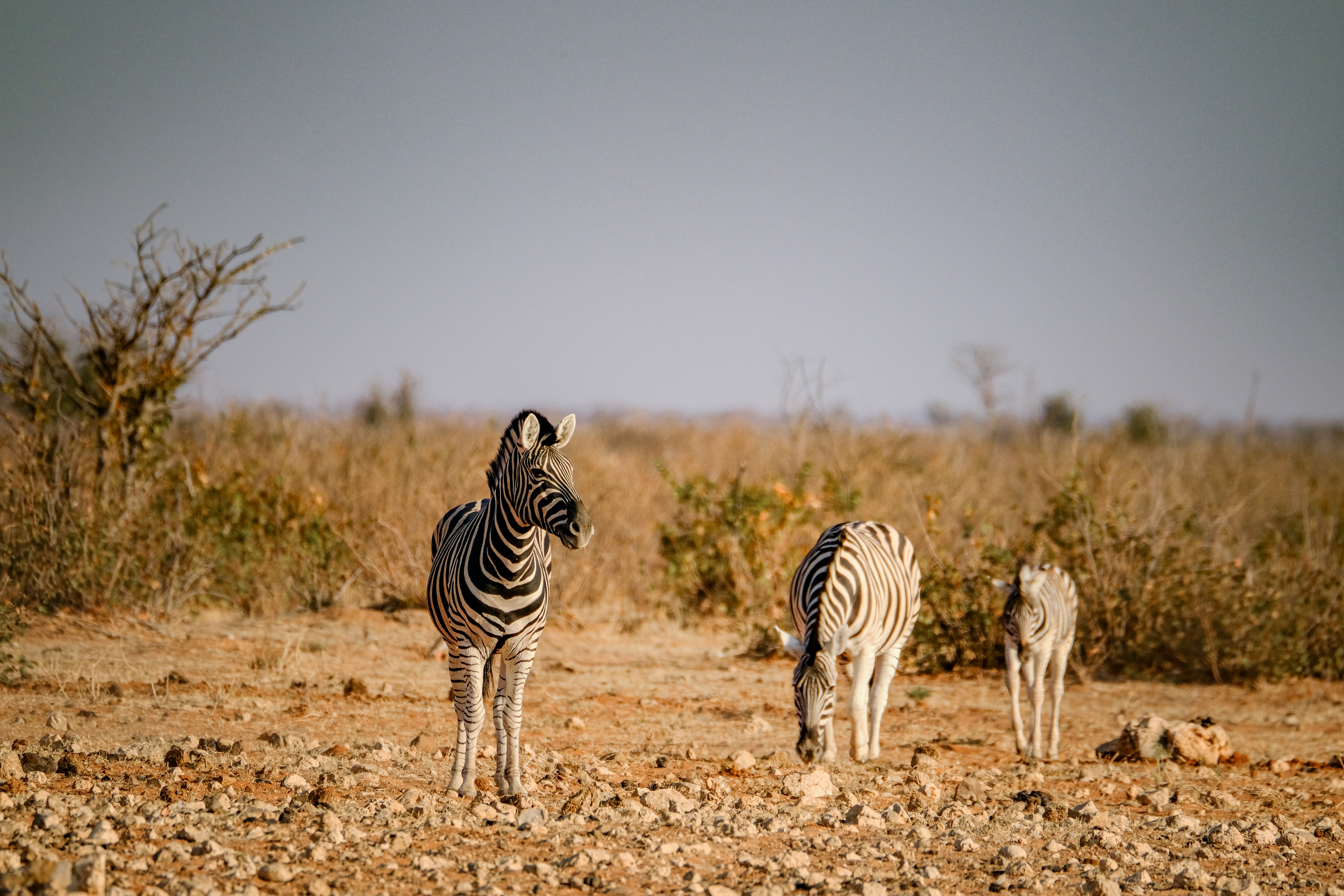 Photo by francesco_ungaro