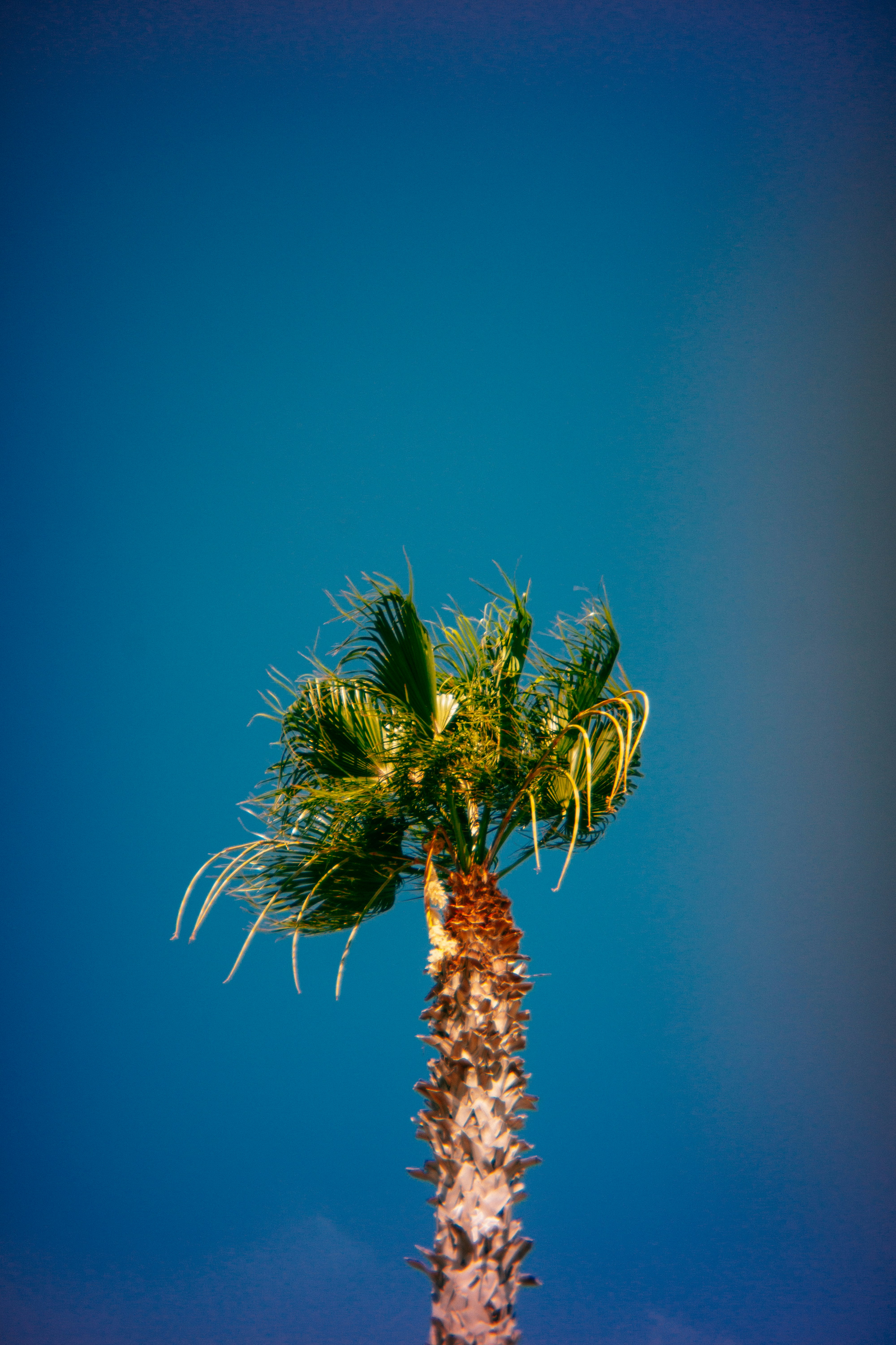 Photo by igorharrier