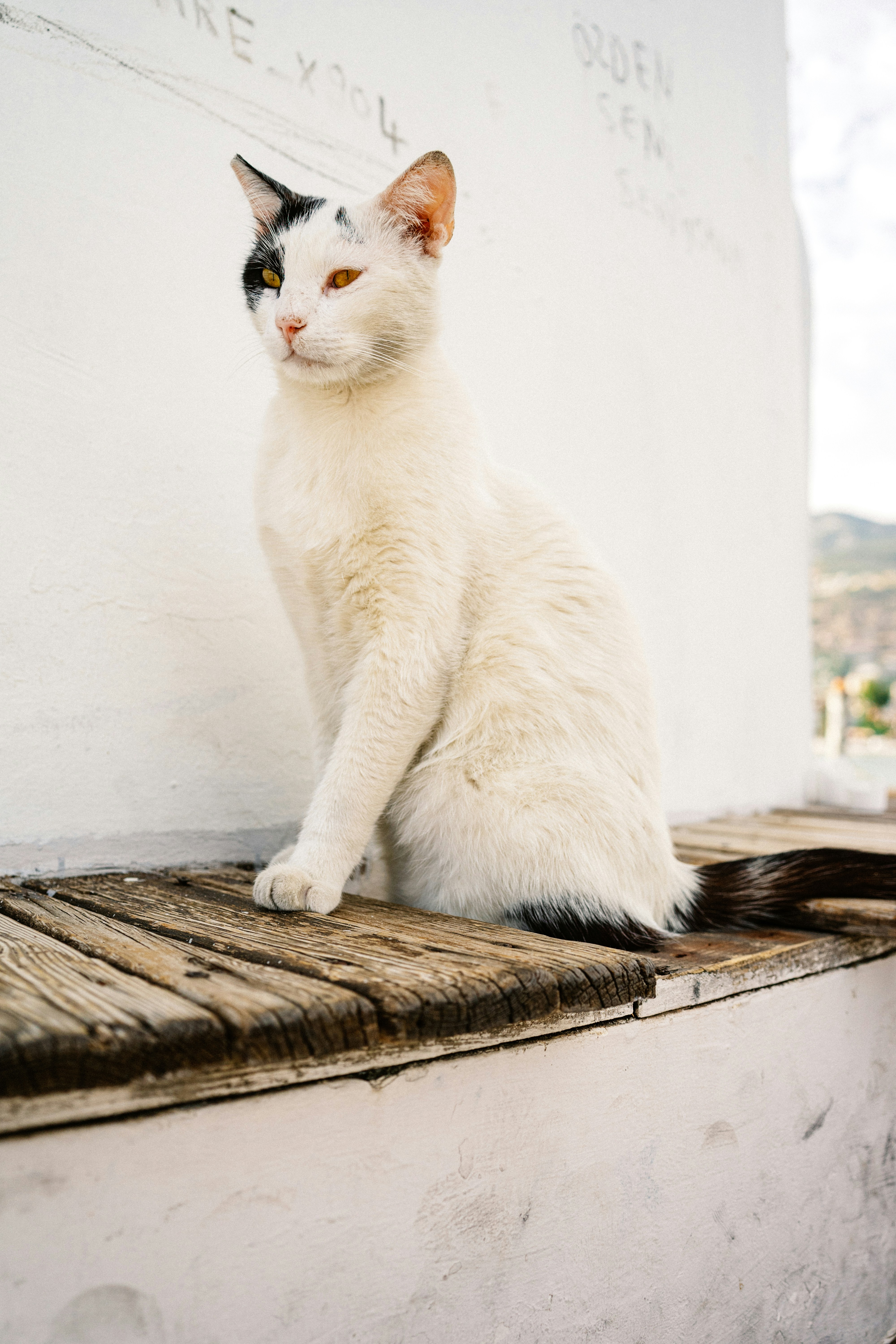 A black and white cat sitting on a ledge