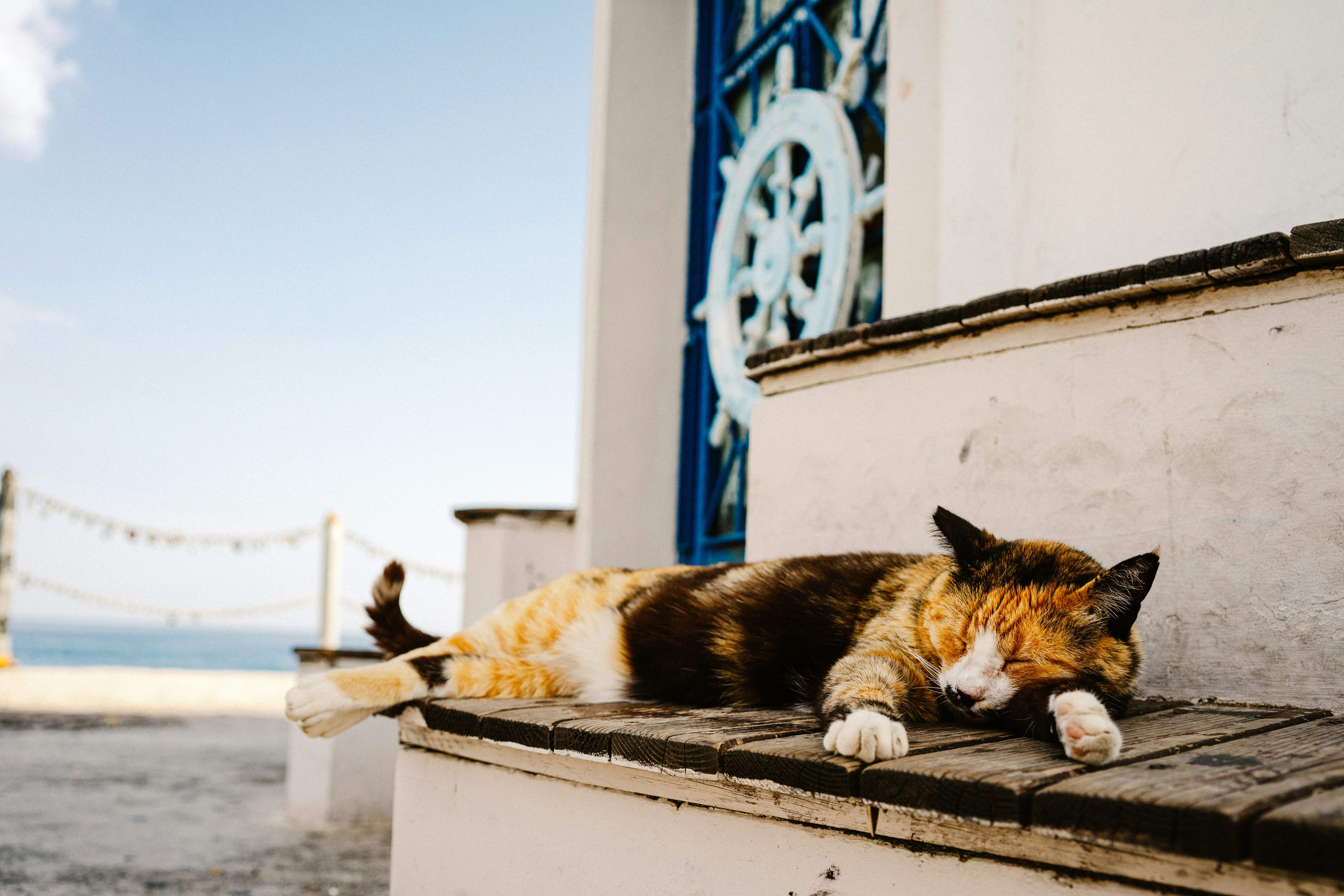 A cat laying on a ledge next to a building