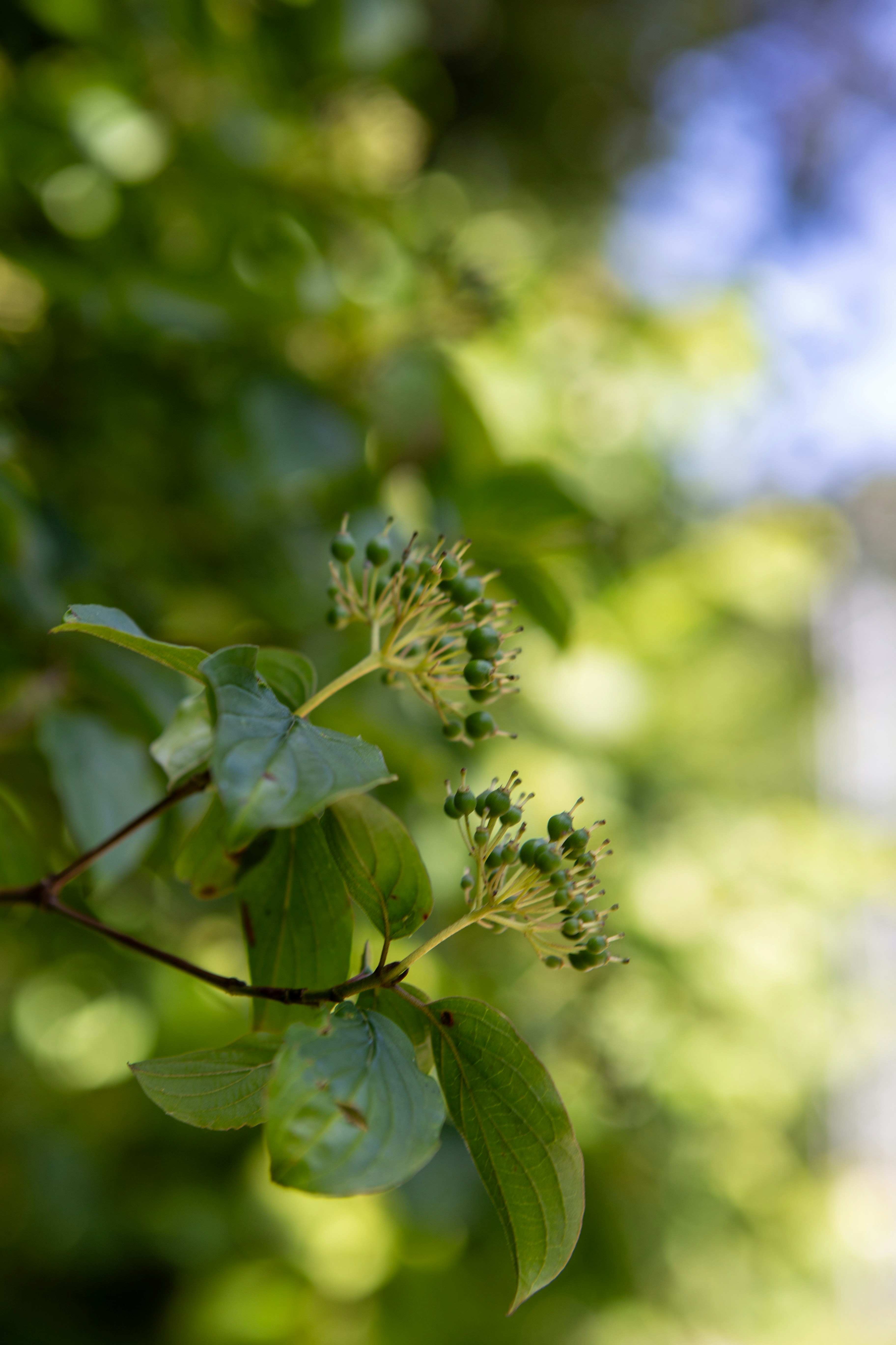 Photo by victorialinnen