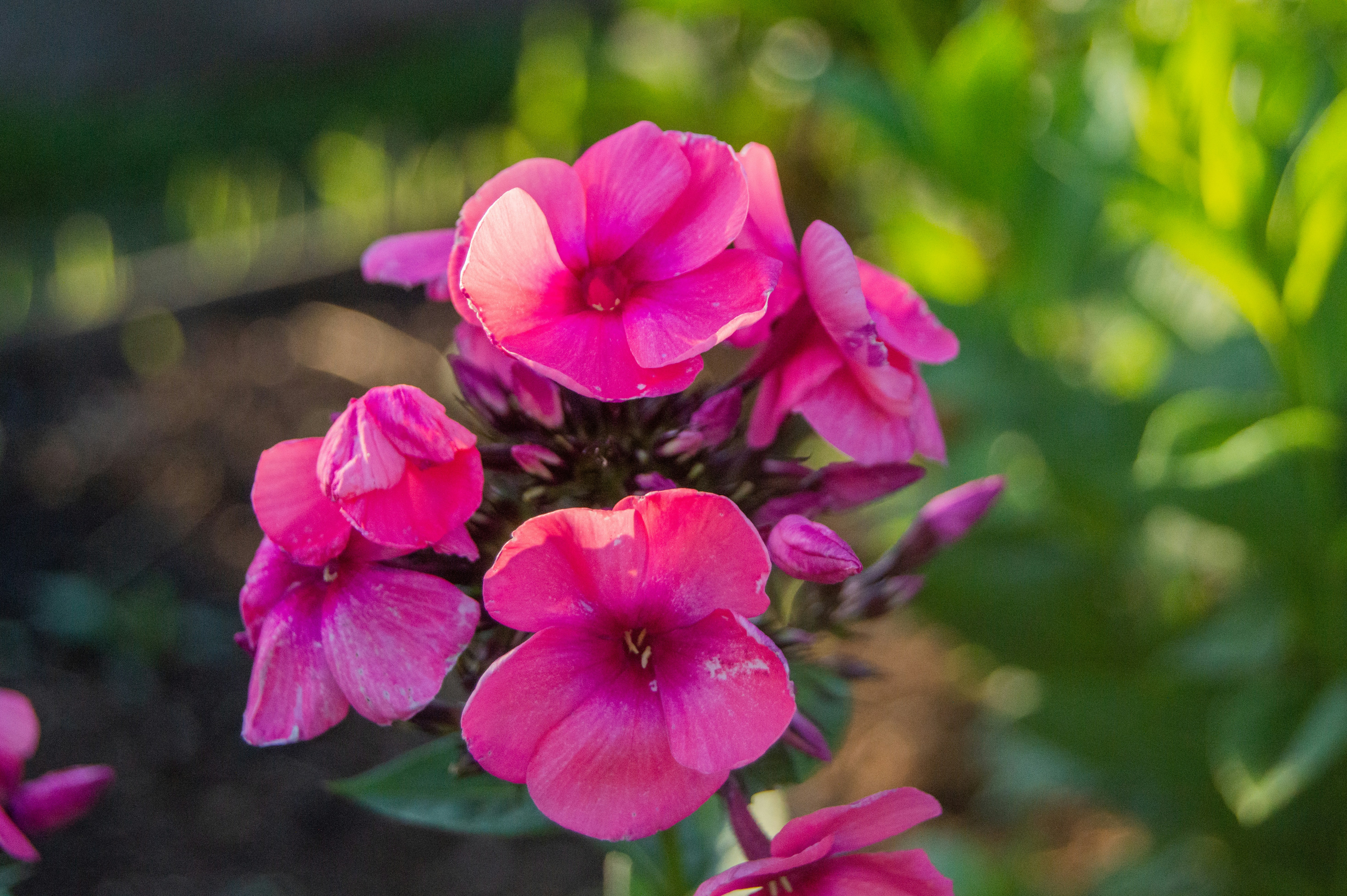 Photo by frosted_vulpes_ferrilata