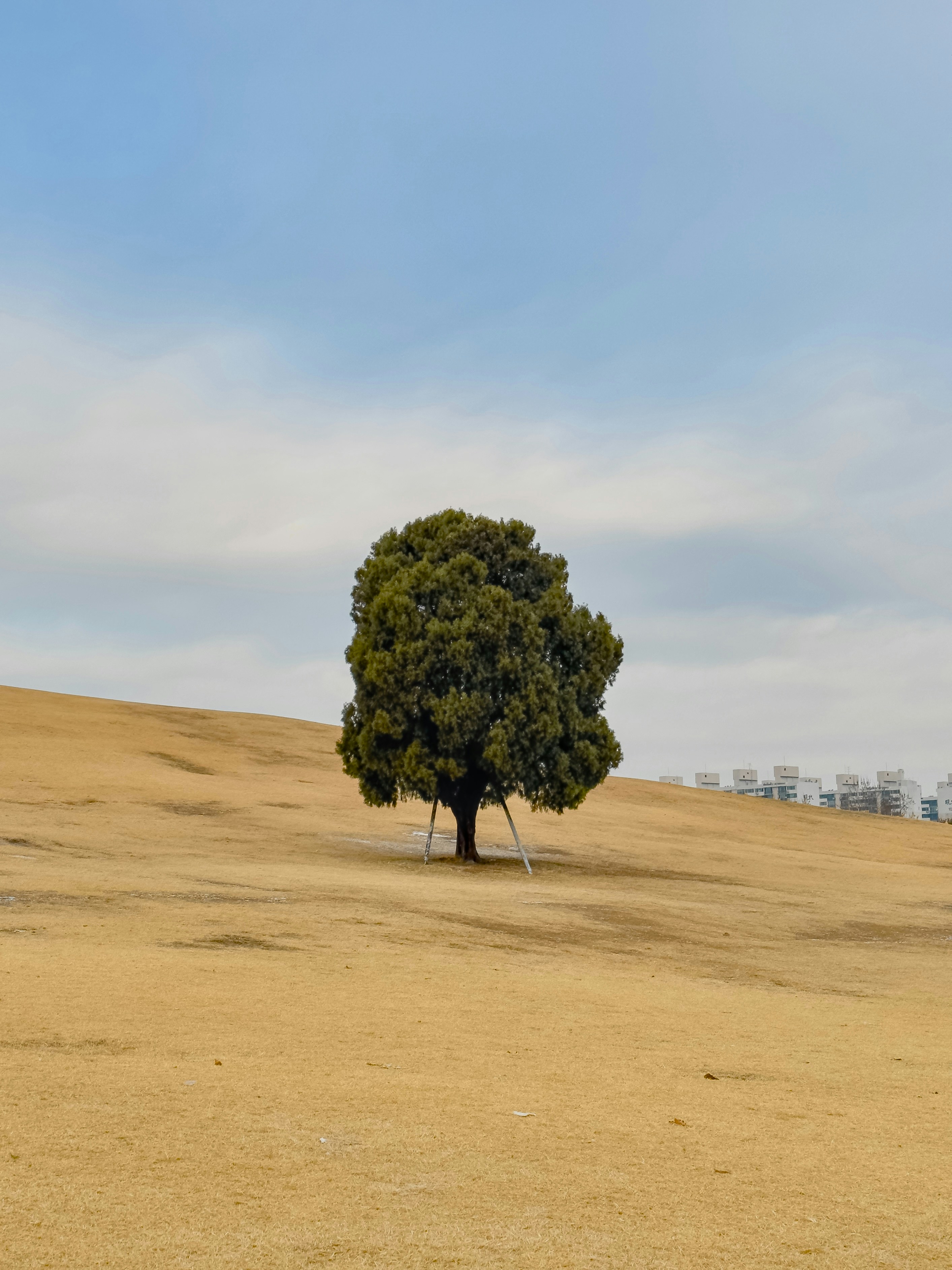 A lone tree in the middle of a field