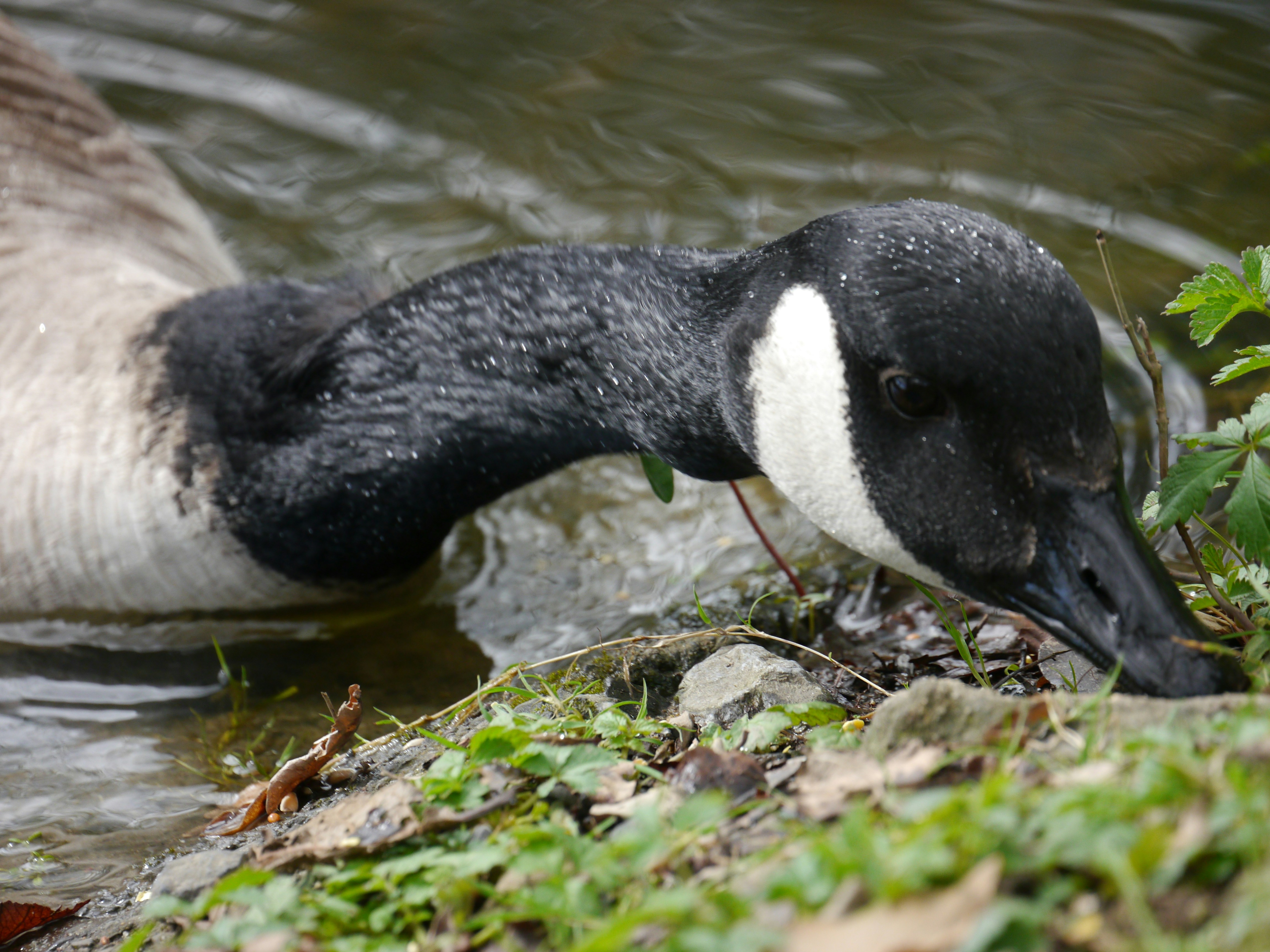 A duck with its head in the water