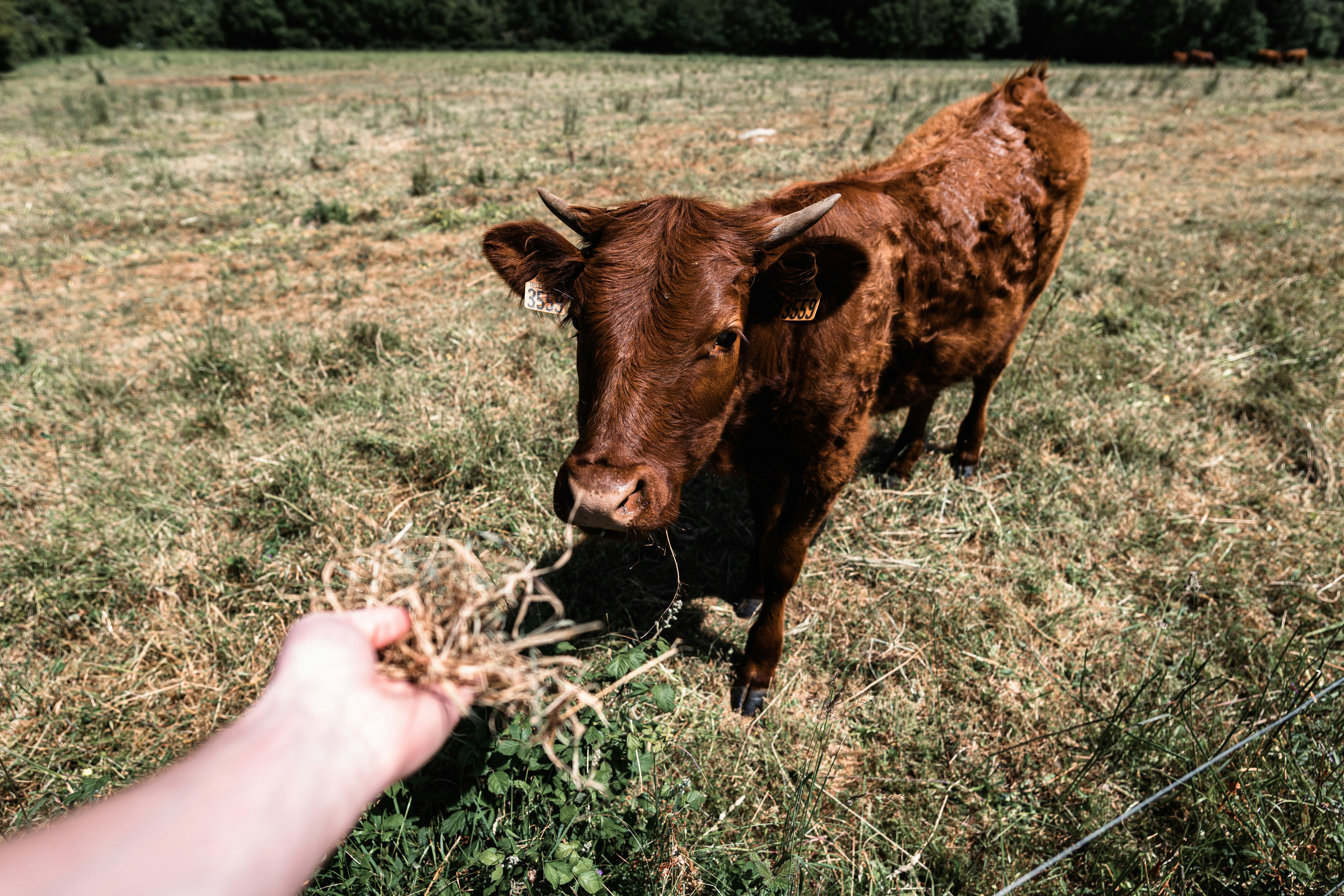 A brown cow standing on top of a grass covered field