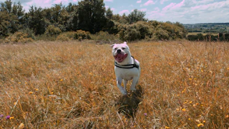 A dog standing in a field of tall grass
