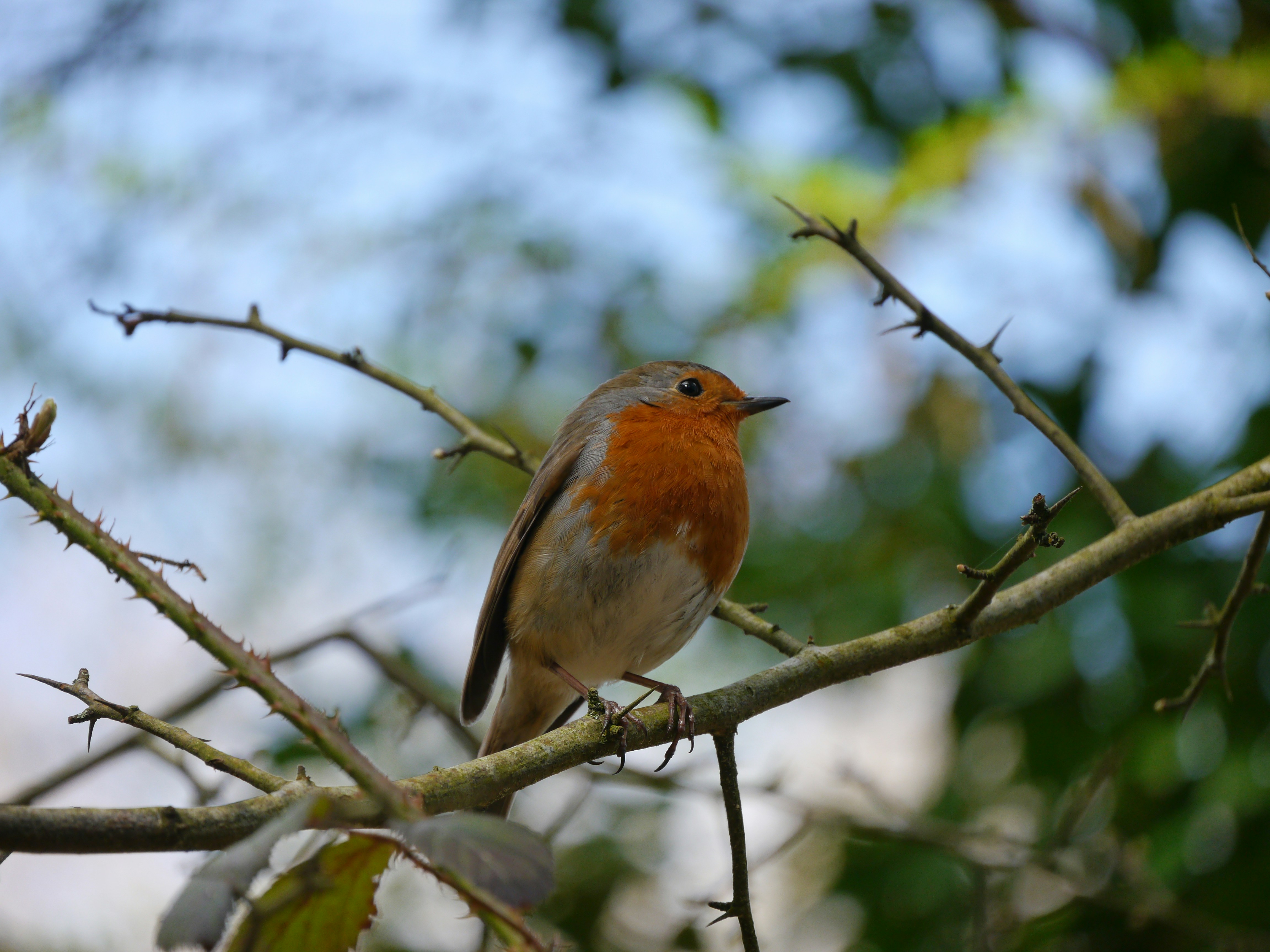 A small bird perched on a tree branch