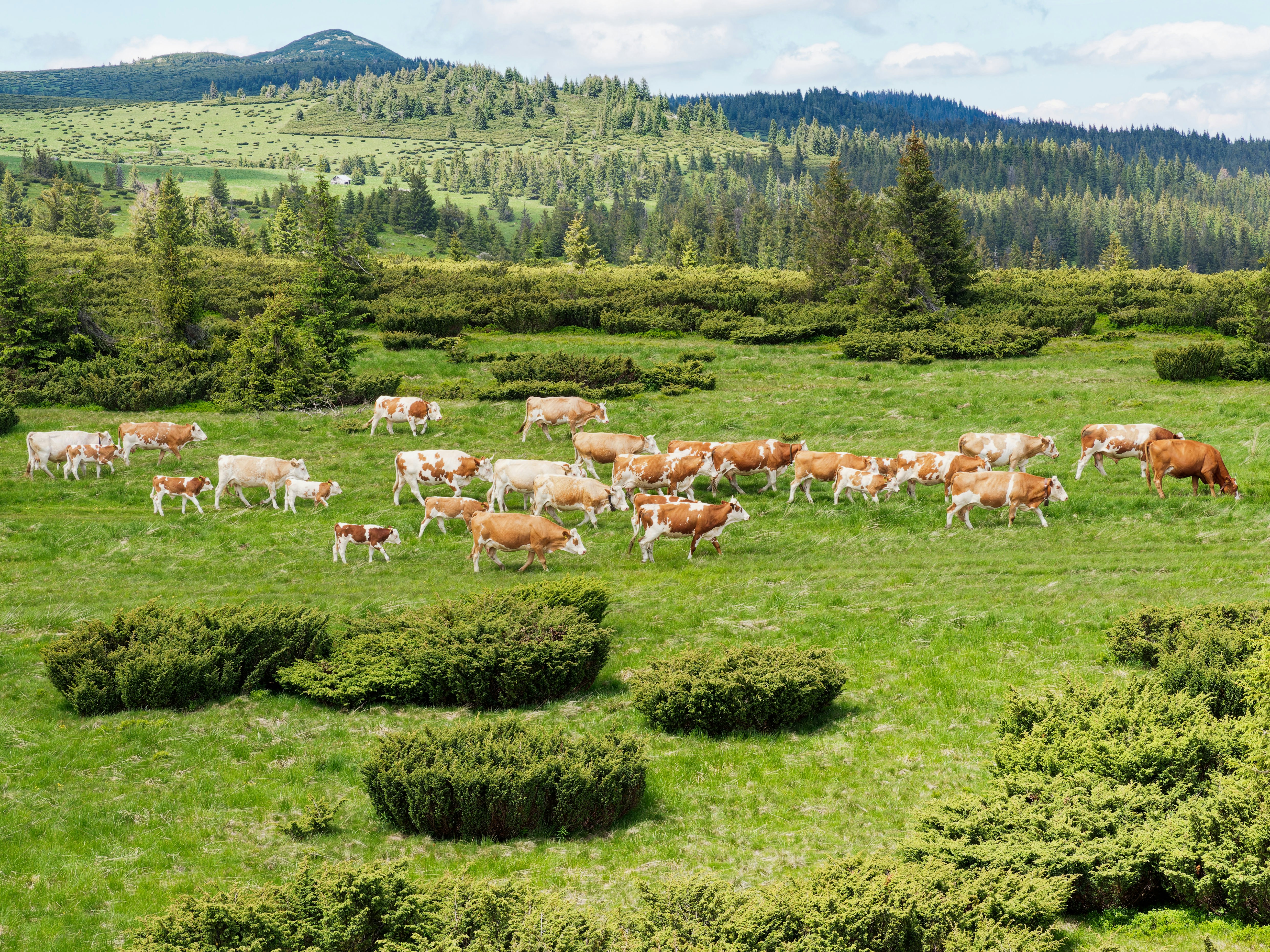 8 Grazing Strategies That Increase Biodiversity on Small Farms
