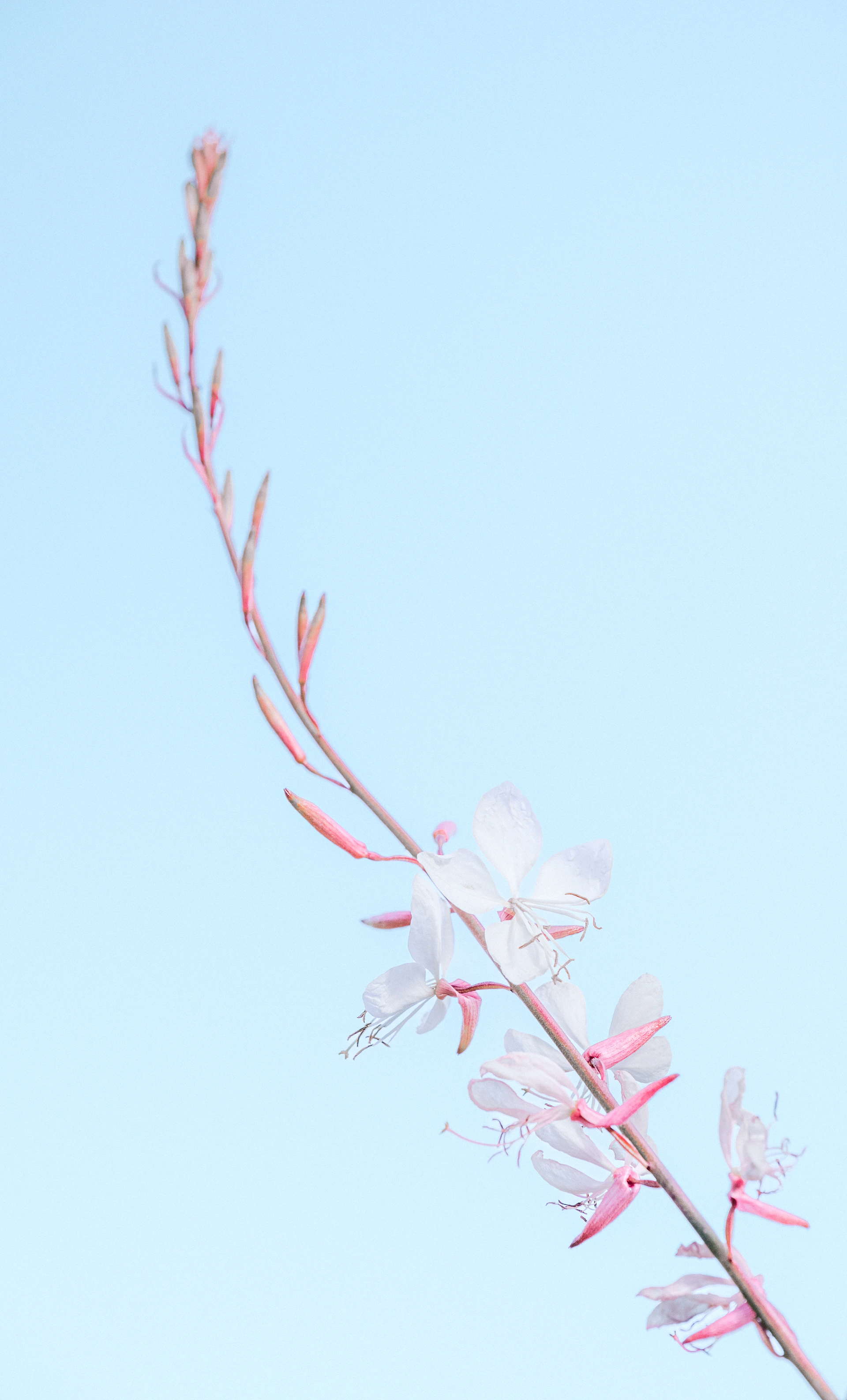 A branch with white flowers against a blue sky