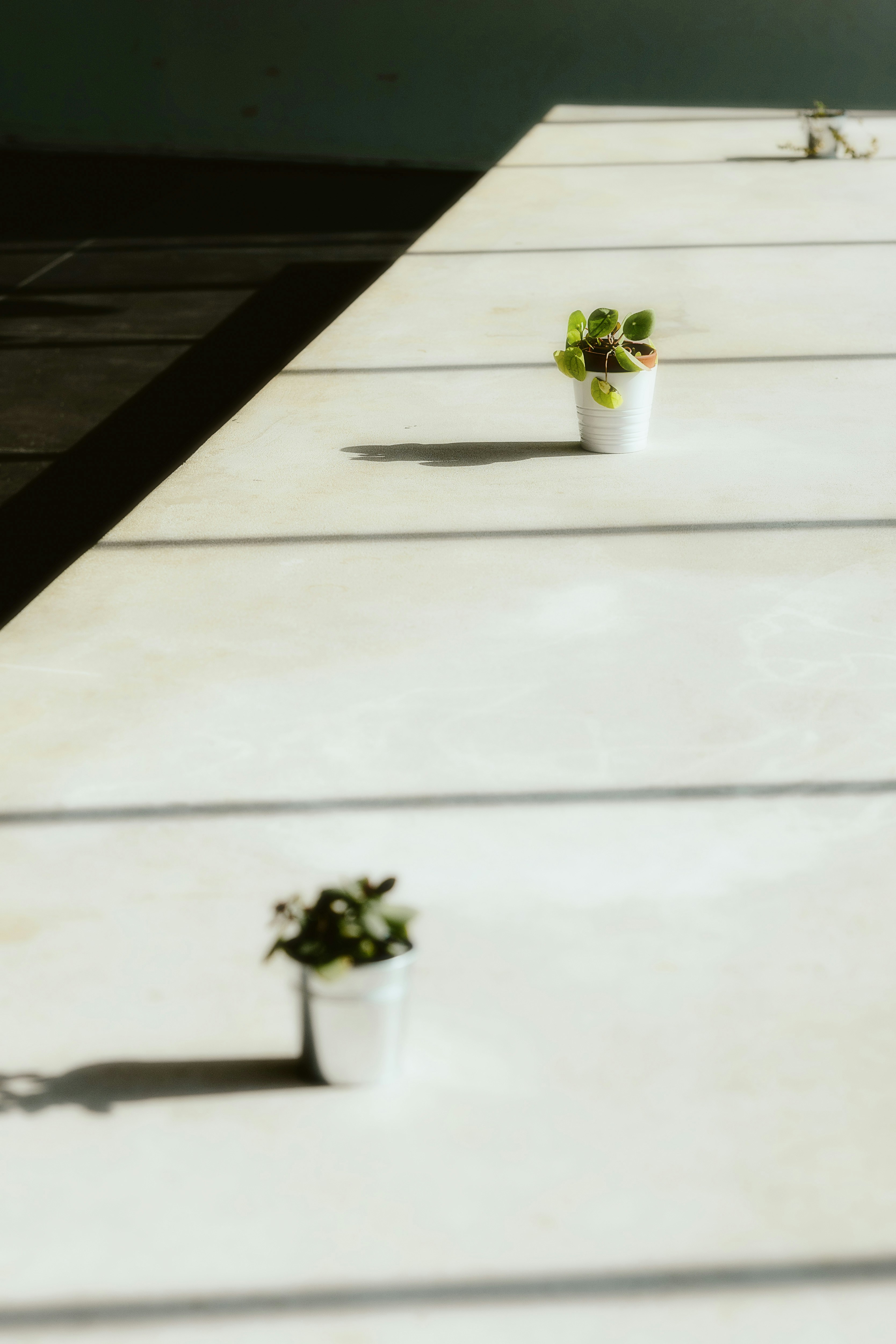 Three potted plants sitting on top of a white table