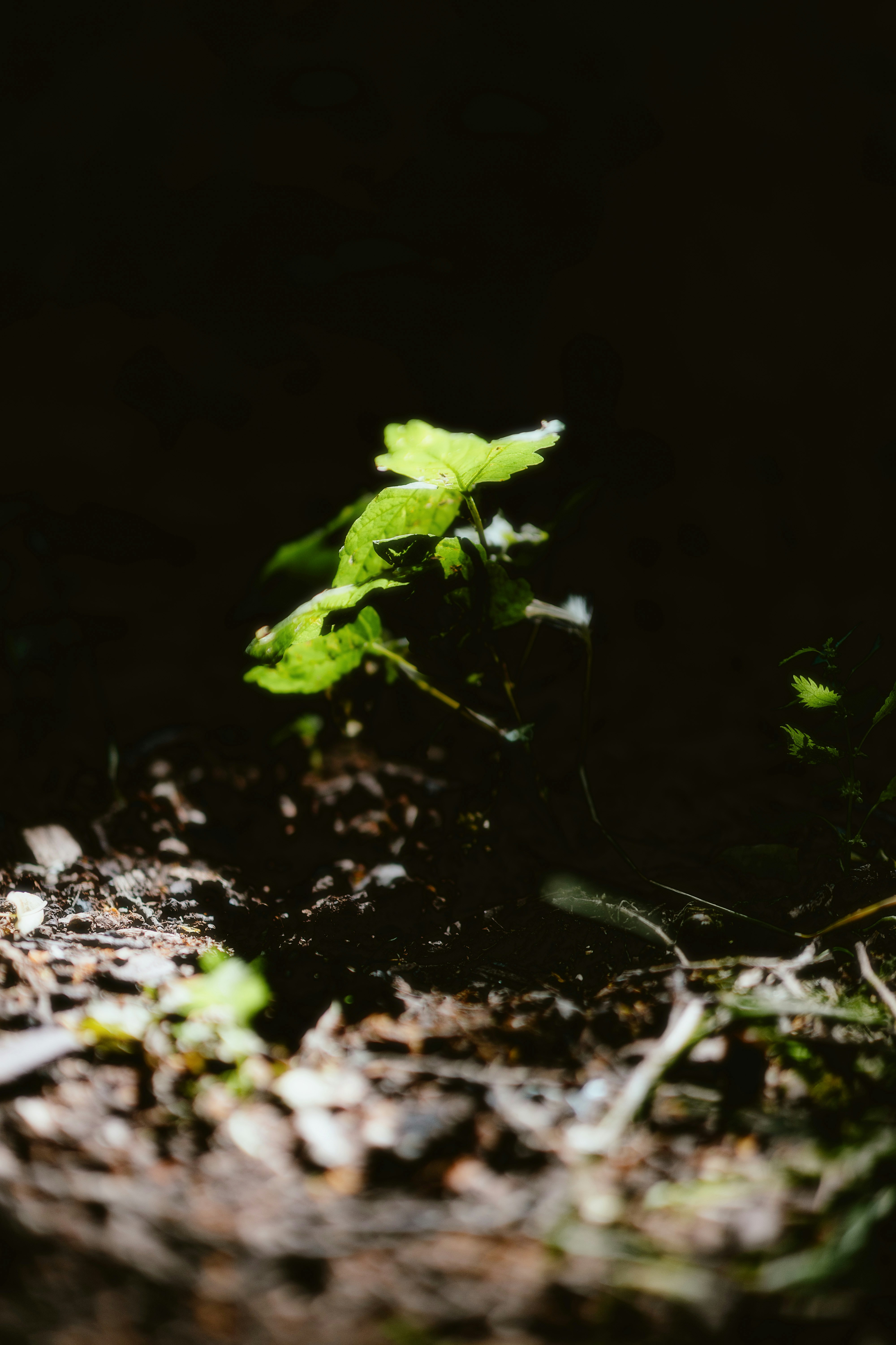 Photo by alingavriliuc