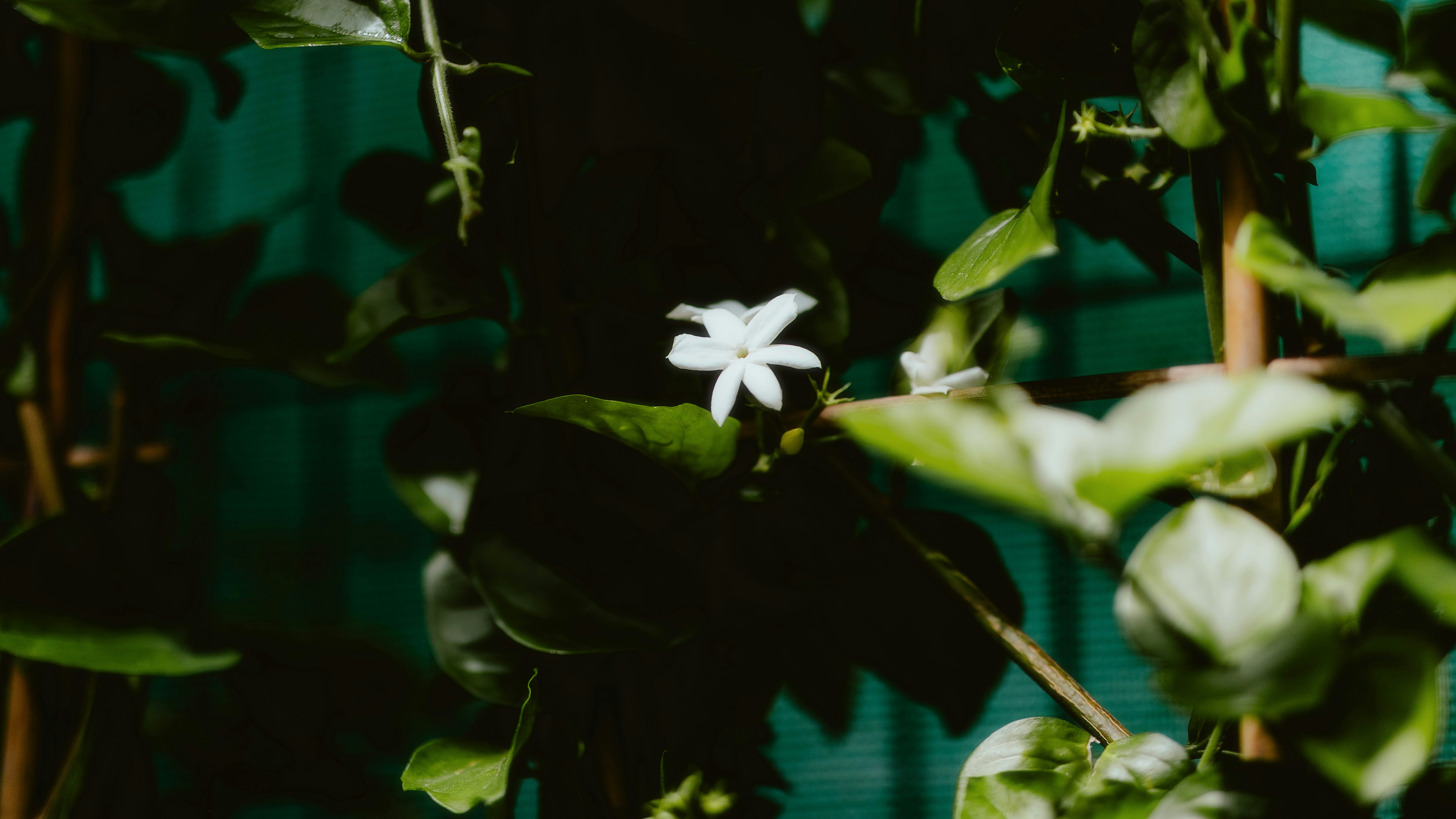 A close up of a plant with a white flower