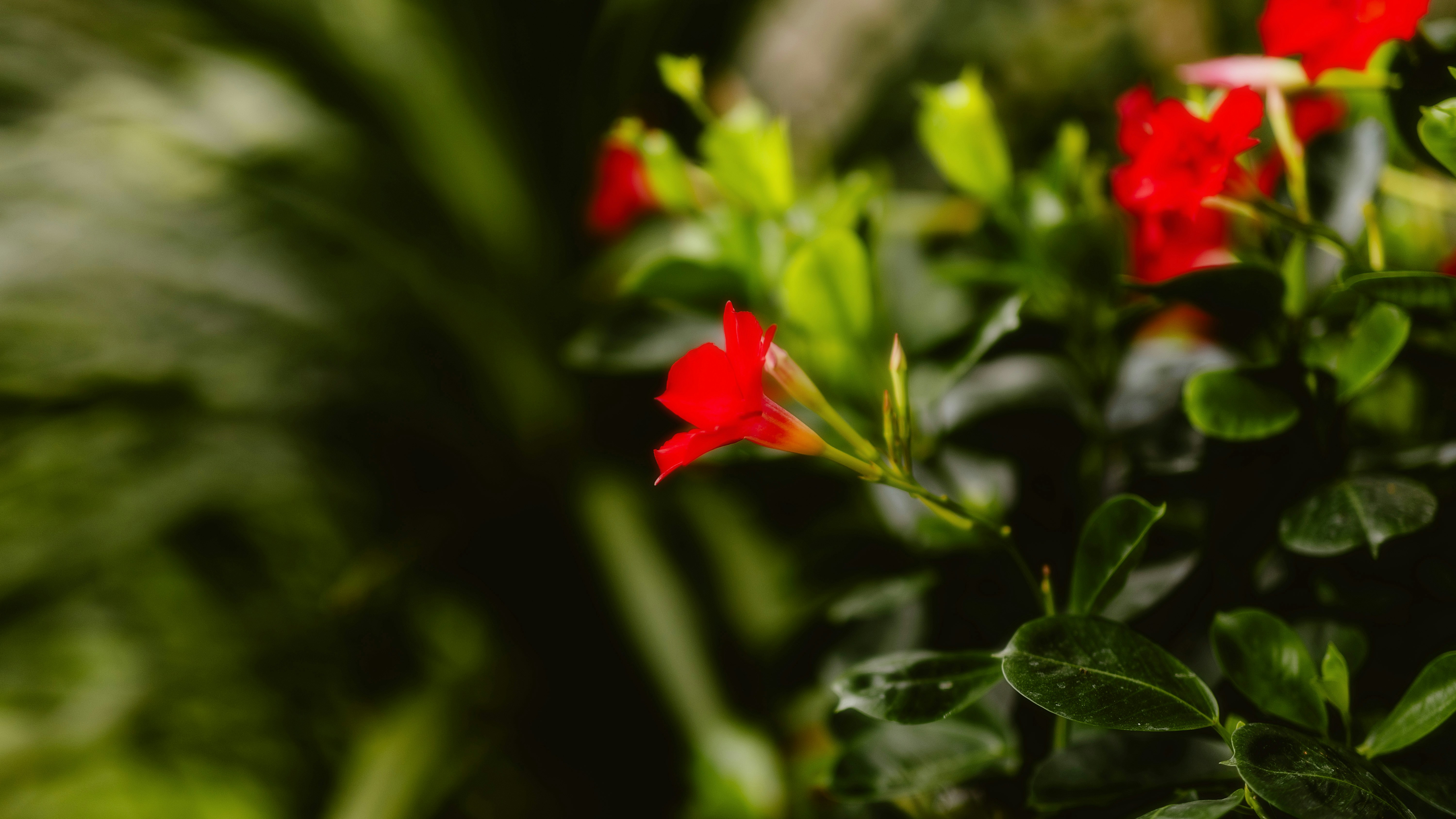 Photo by alingavriliuc