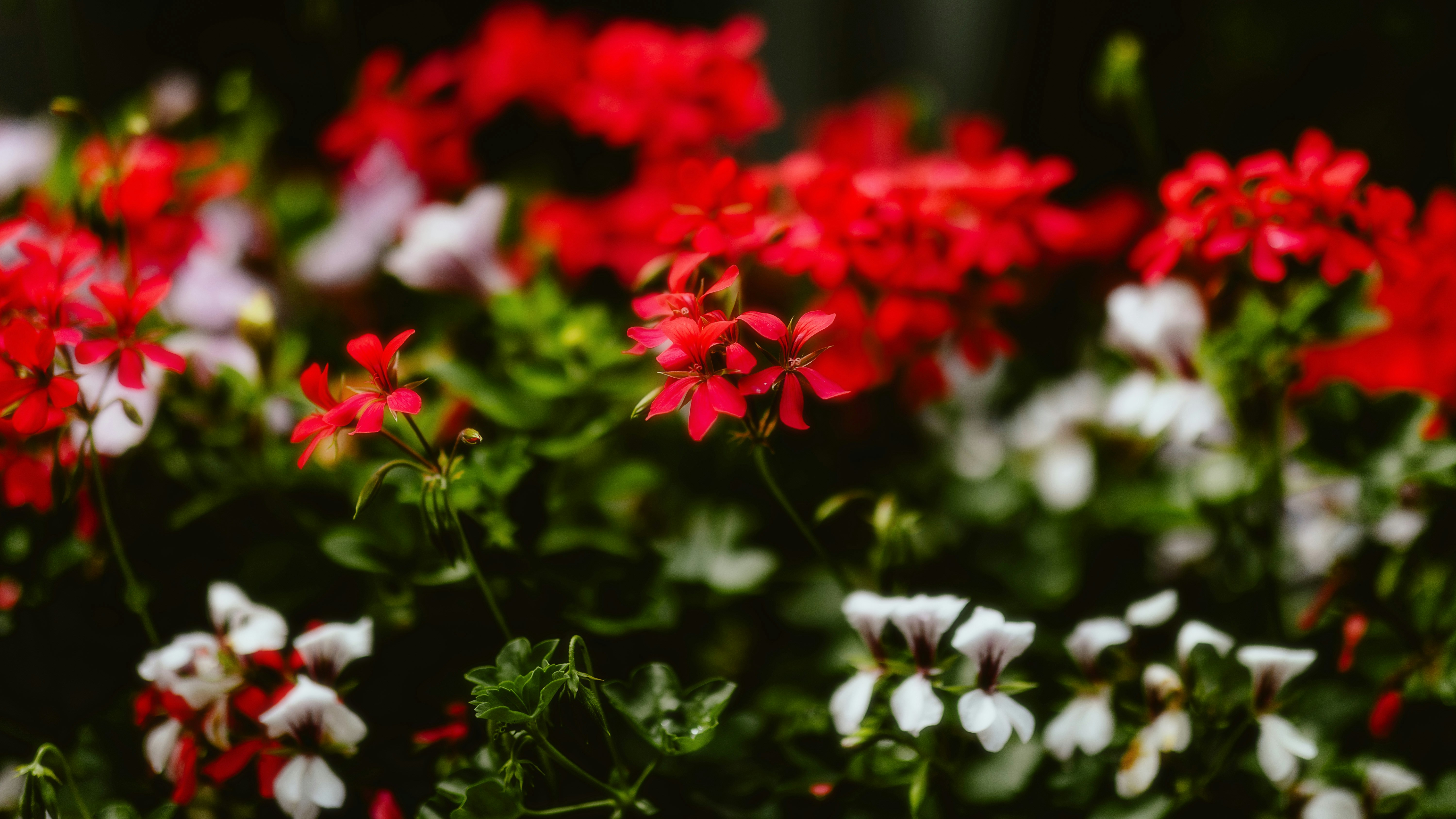 Photo by alingavriliuc