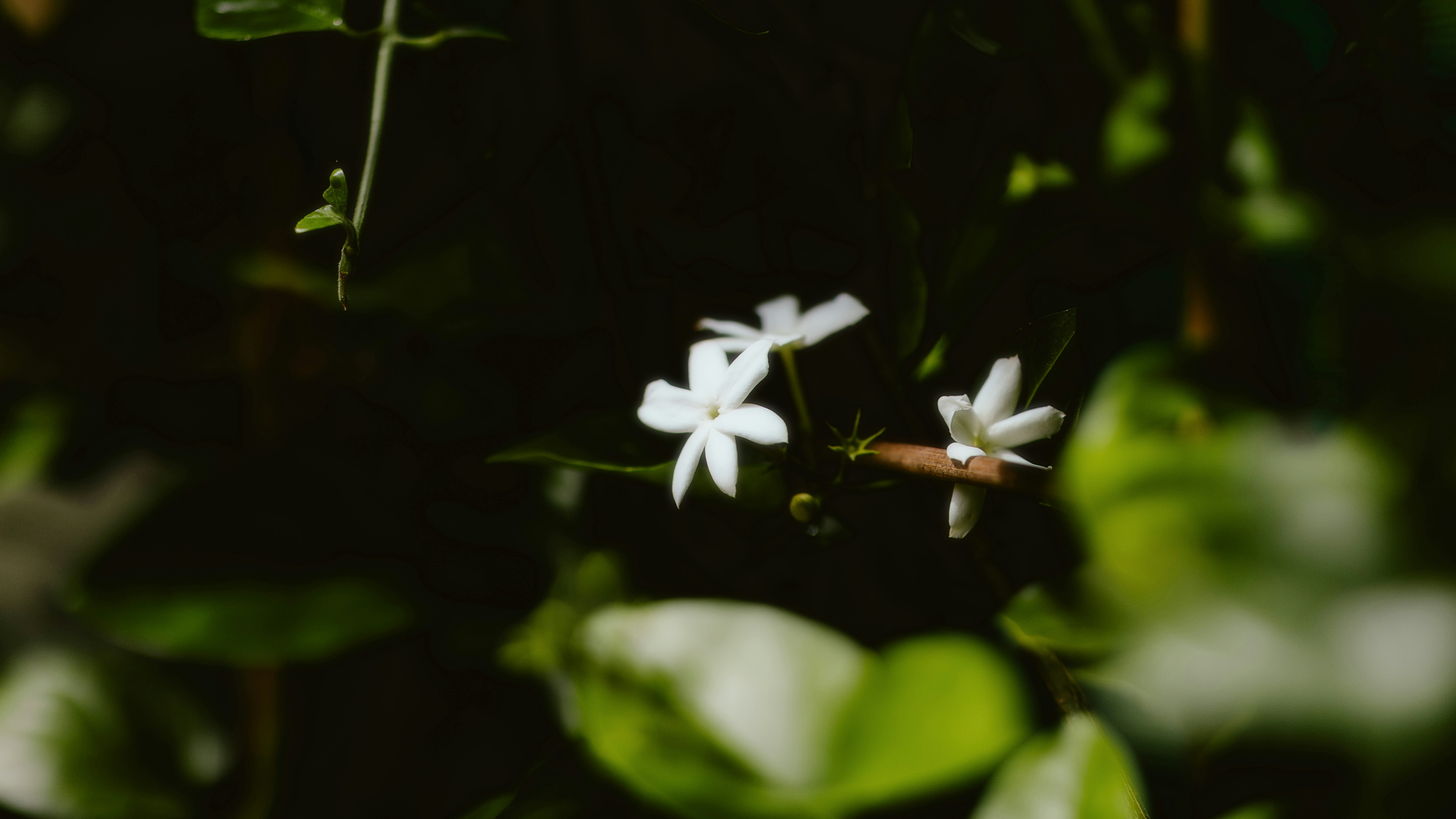 Photo by alingavriliuc