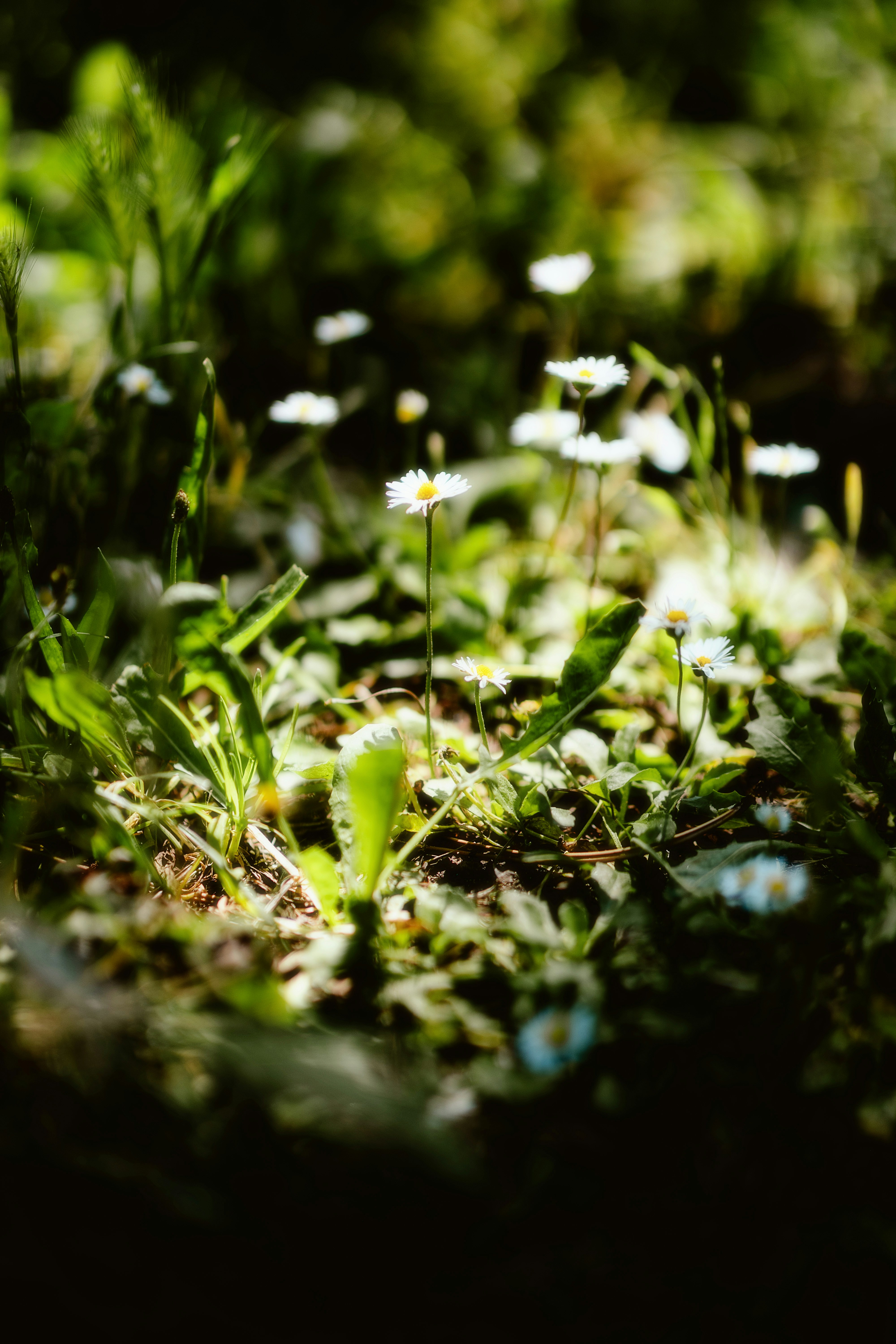 Photo by alingavriliuc