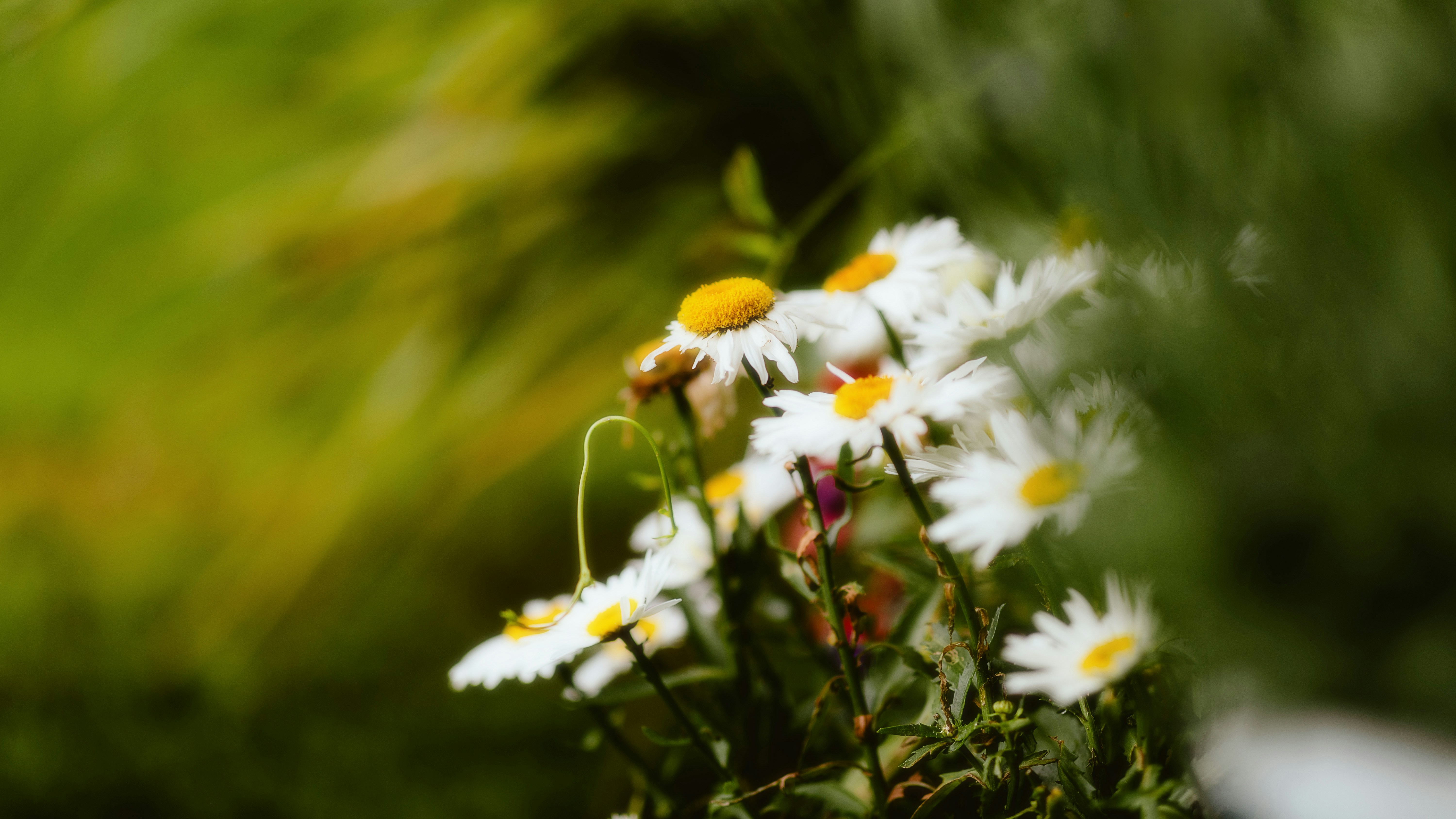 Photo by alingavriliuc