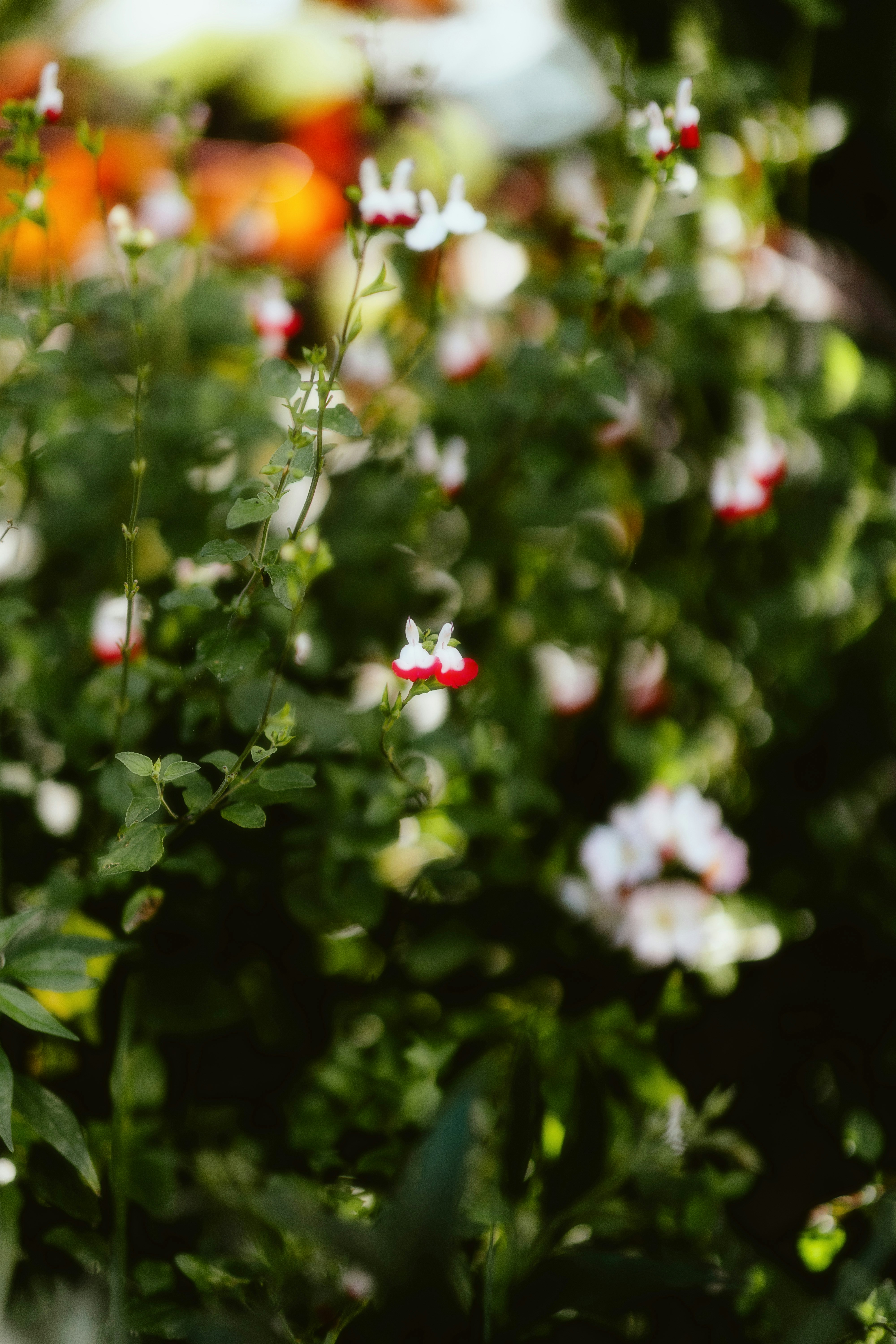 Photo by alingavriliuc