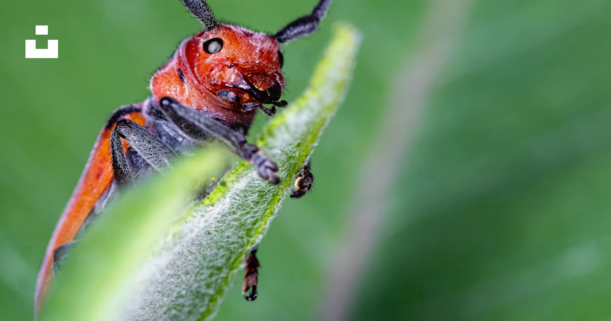 A close up of a bug on a leaf photo – Free Bug Image on Unsplash