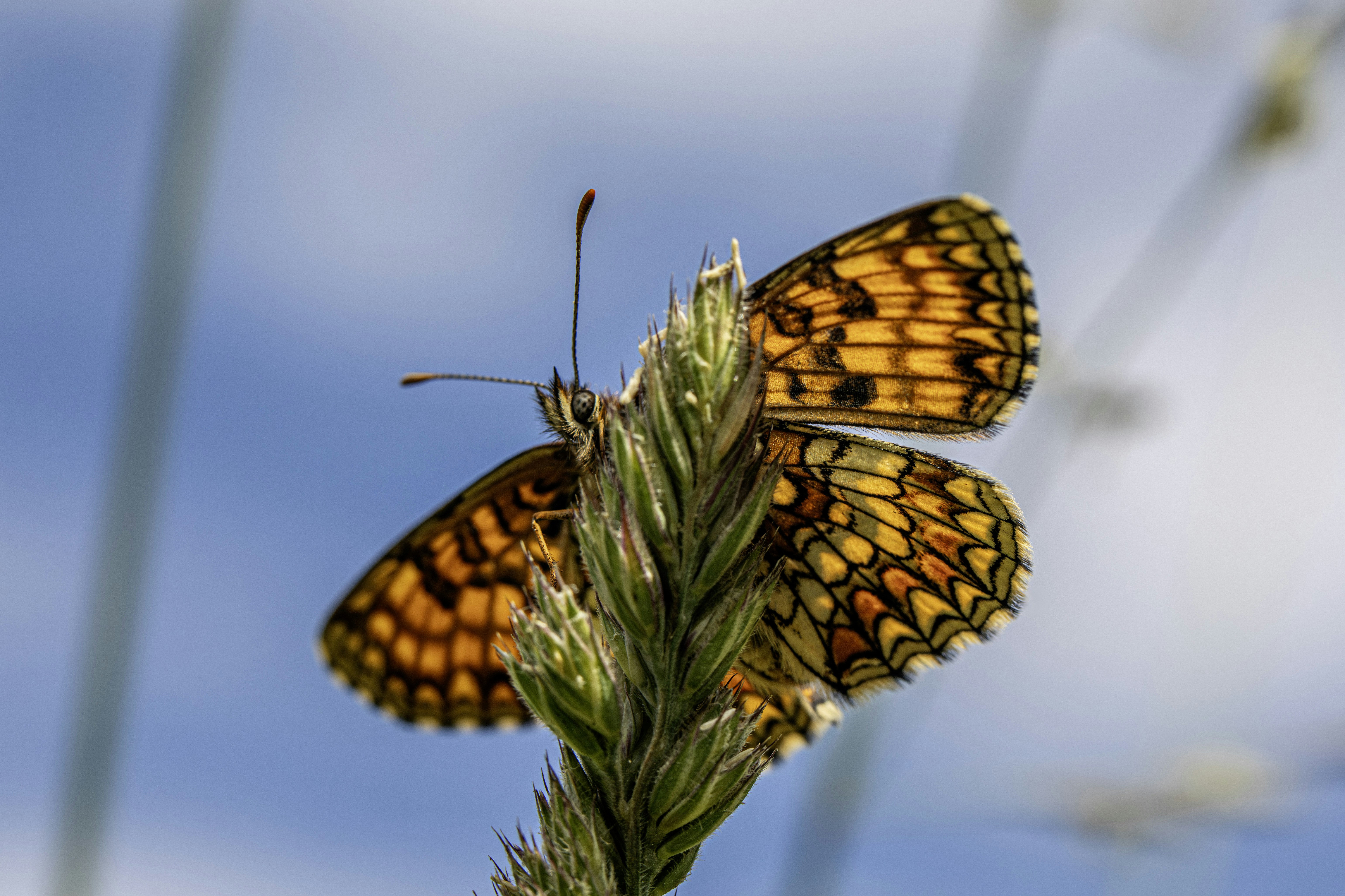 Photo by erik_karits