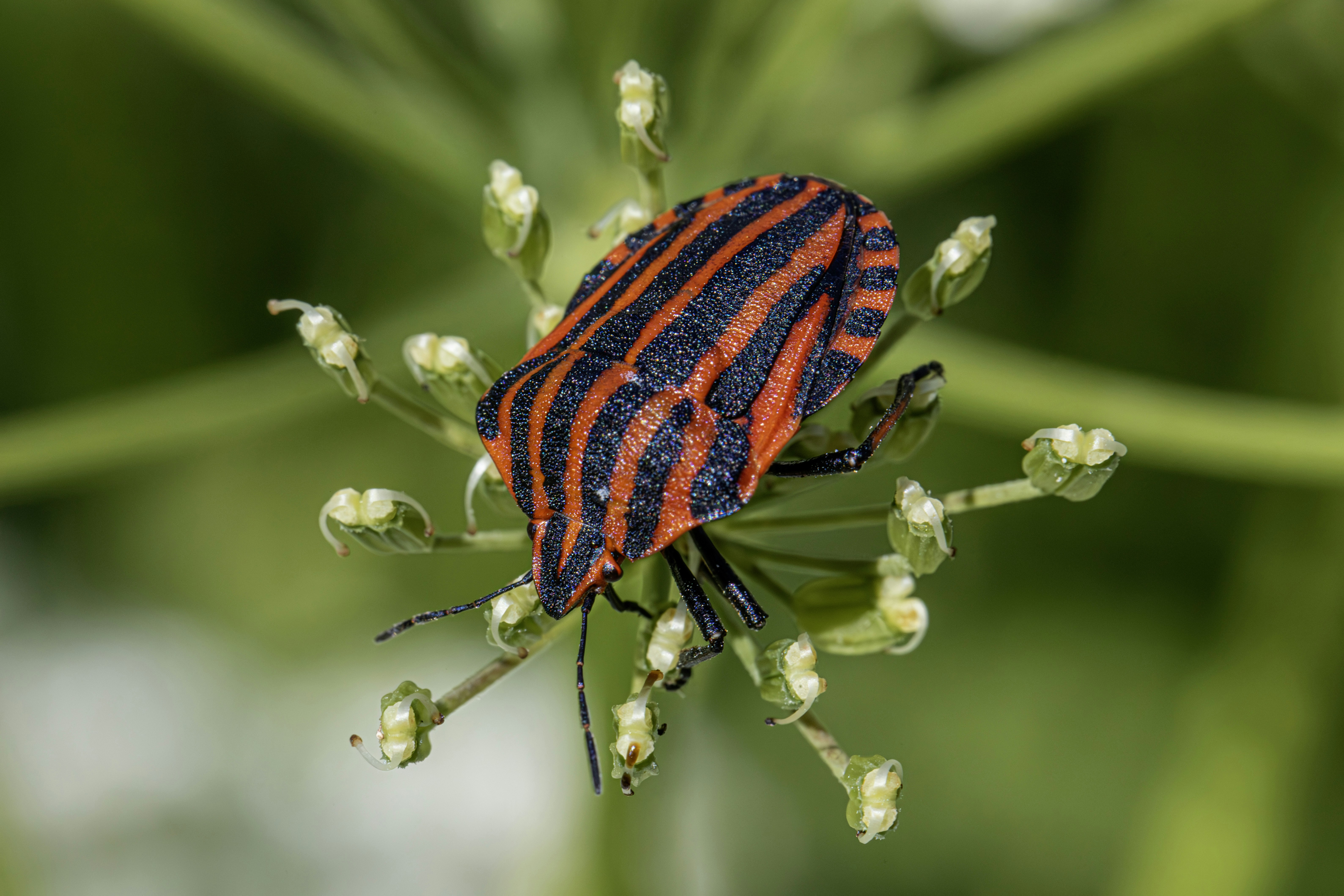A red and black bug sitting on top of a green plant photo – Free ...