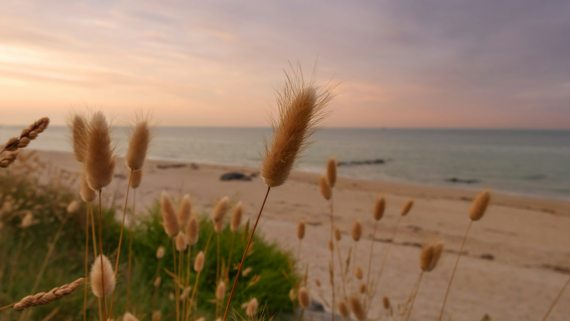 A view of a beach with grass blowing in the wind