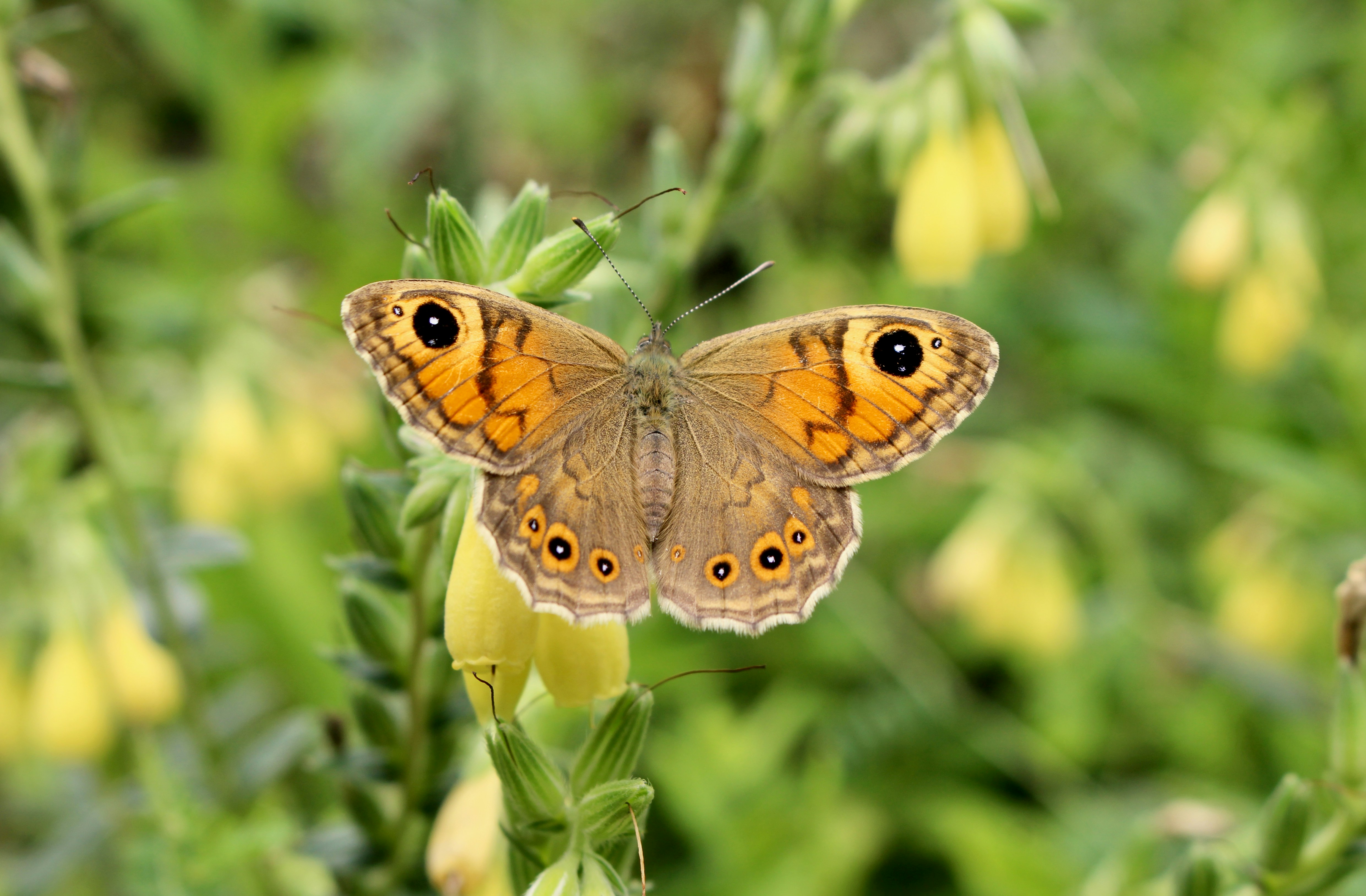 A butterfly sitting on top of a yellow flower