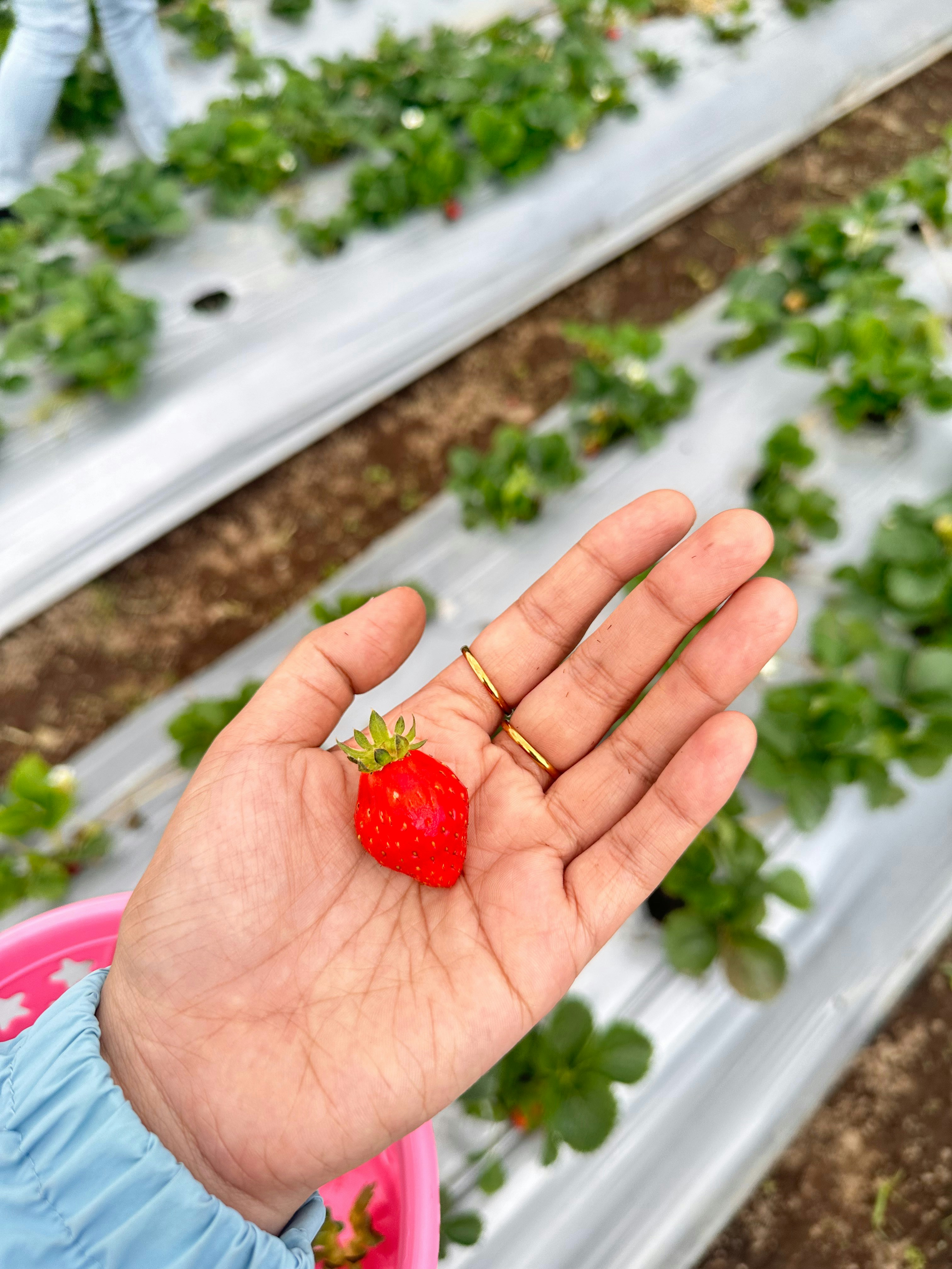 A person holding a strawberry in their hand