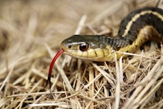 A black and yellow snake on the ground