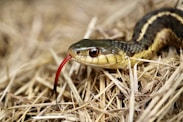 A black and yellow snake on the ground