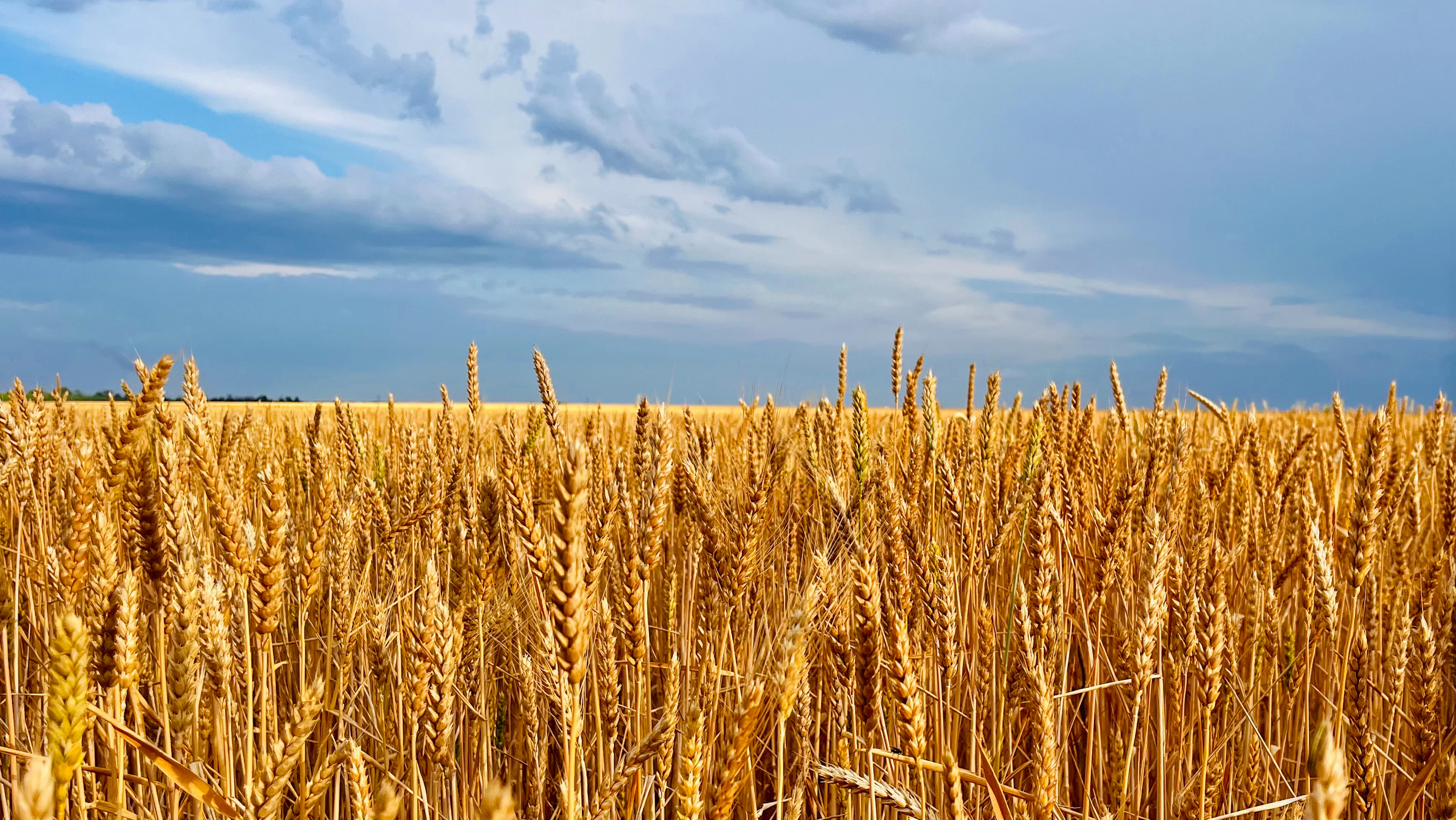 A golden wheat field under a cloudy sky
