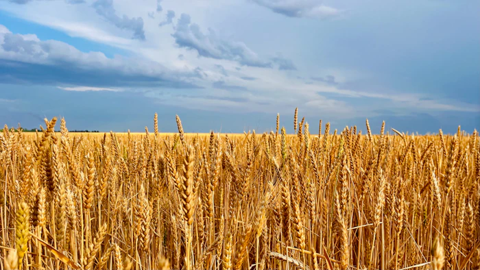 Wheat field under a cloudy blue sky