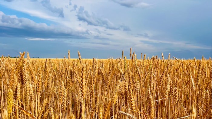 Golden wheat field ready for harvest