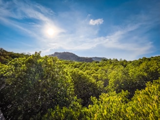 The sun is shining over the trees in the forest