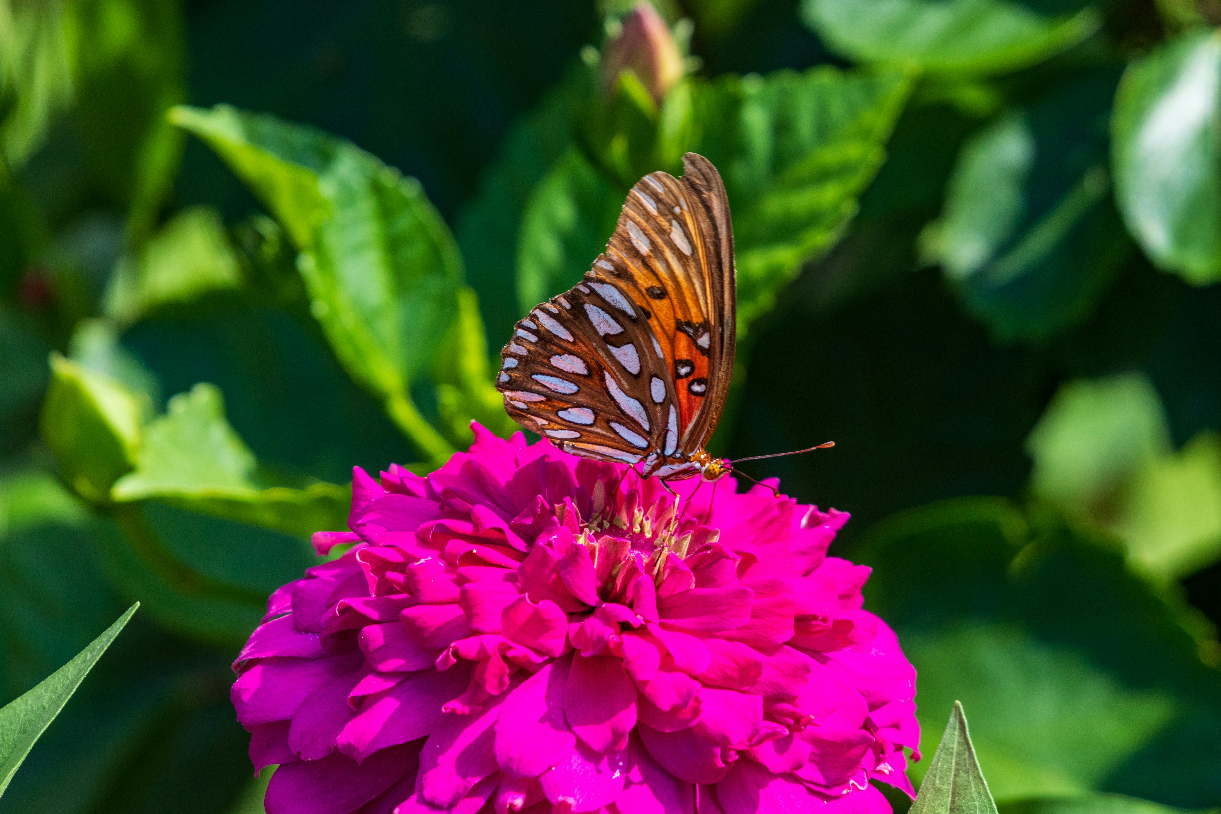 A butterfly sitting on top of a purple flower