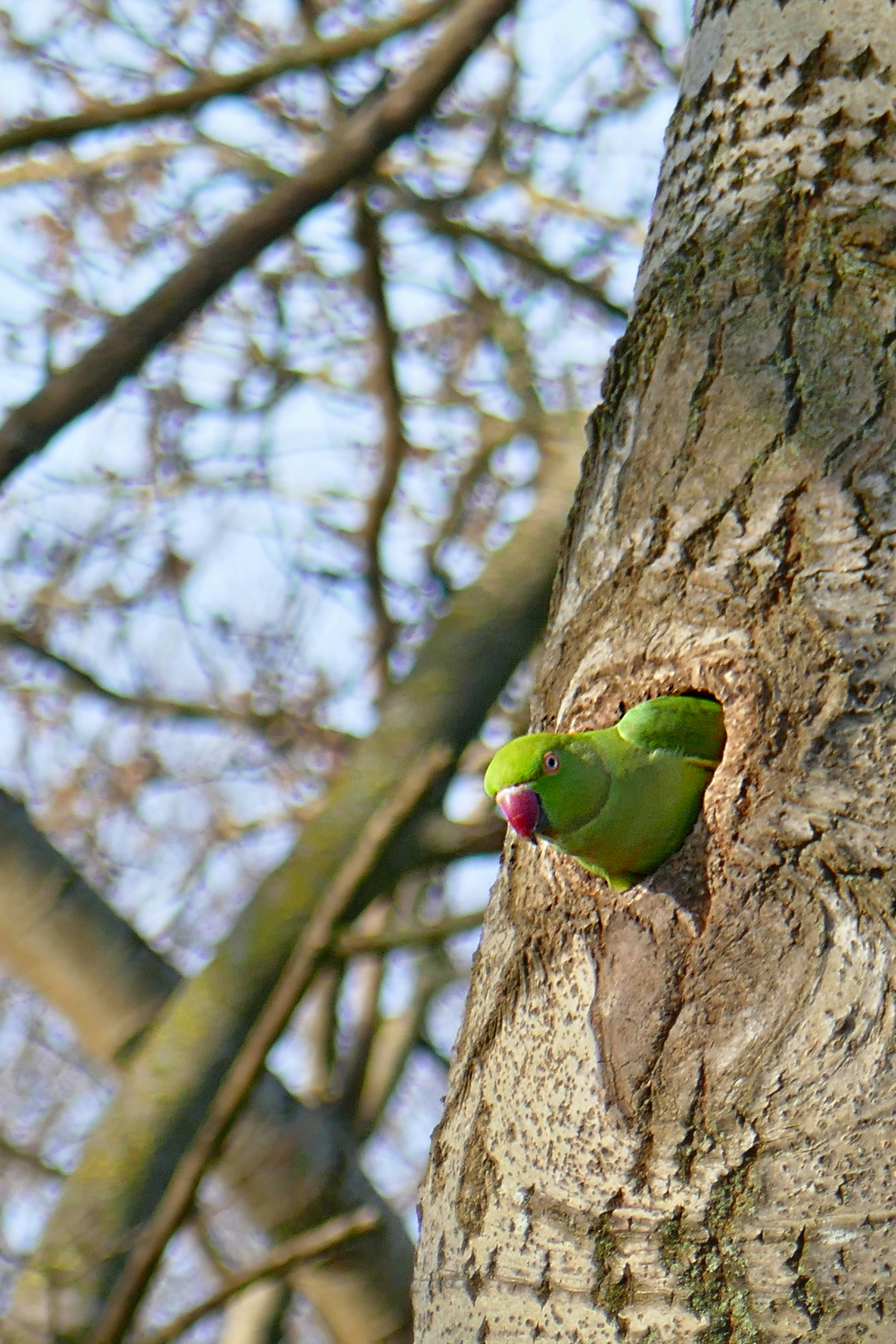 Un pájaro verde sentado en el costado de un árbol